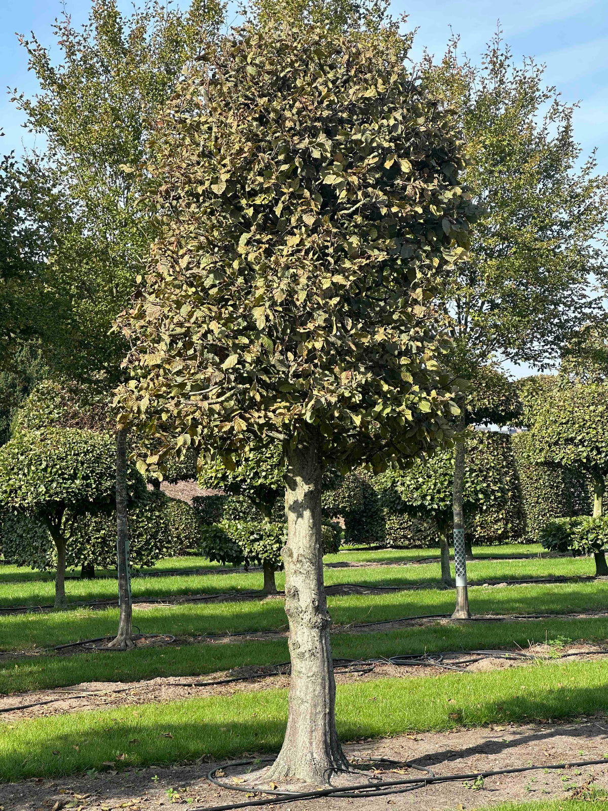 CB TOPIARY #135