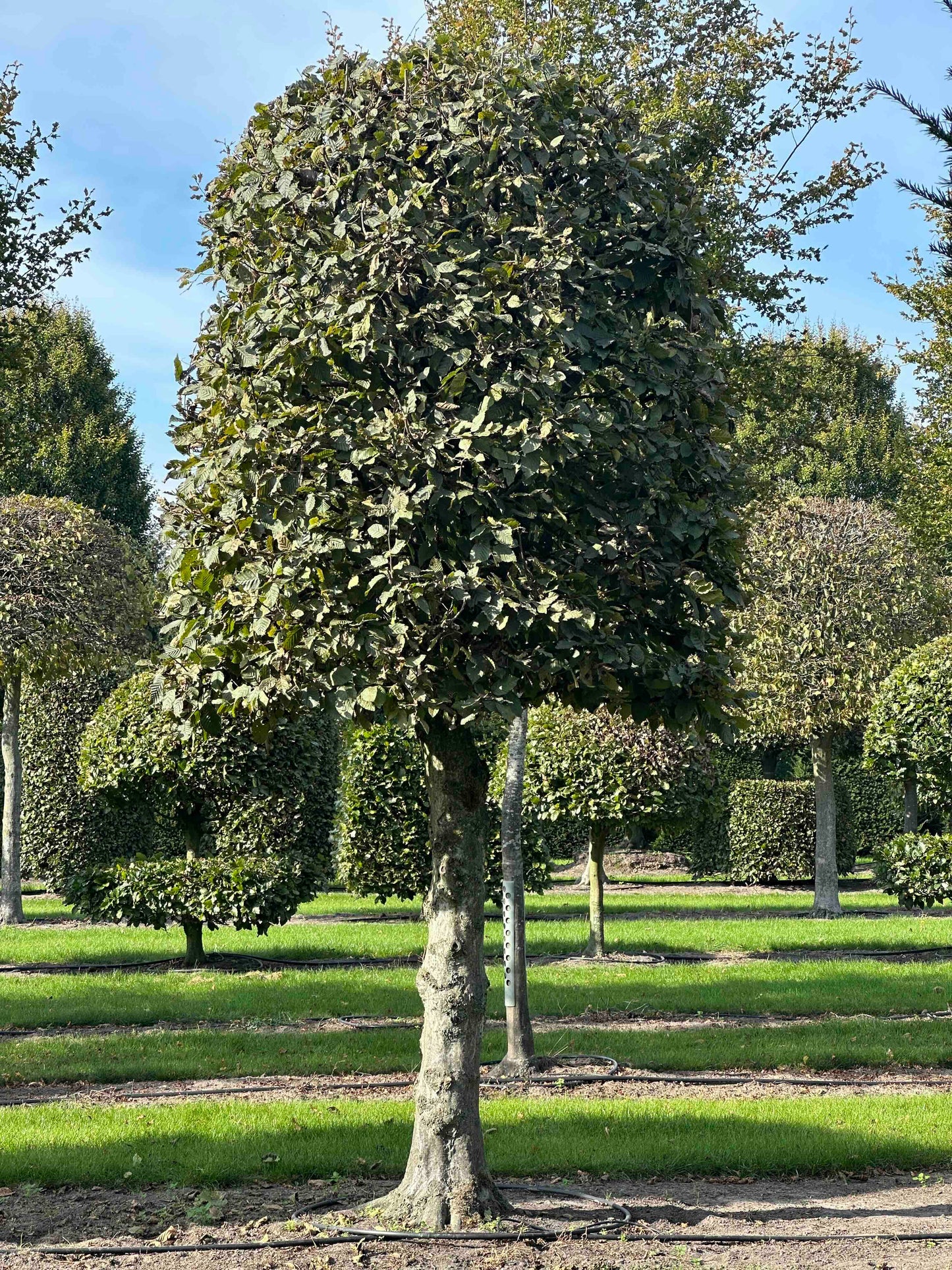 CB TOPIARY #137