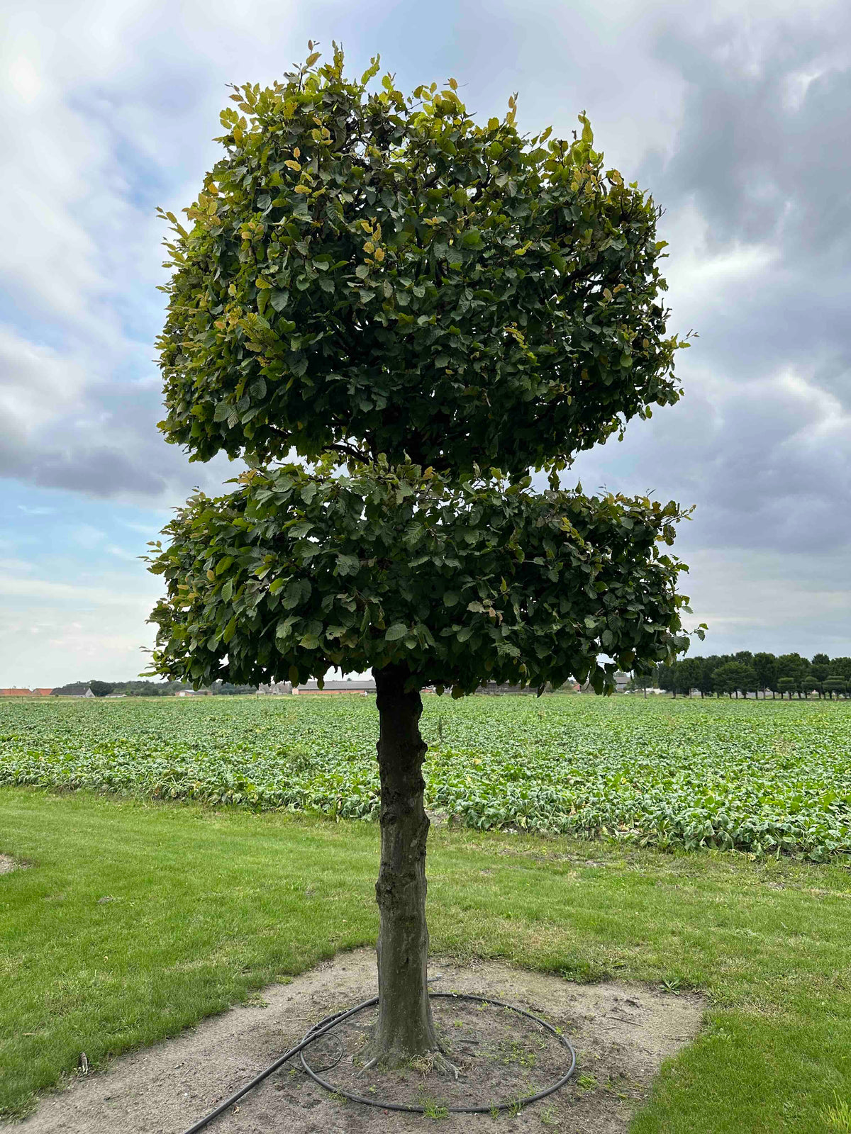 CB TOPIARY #140