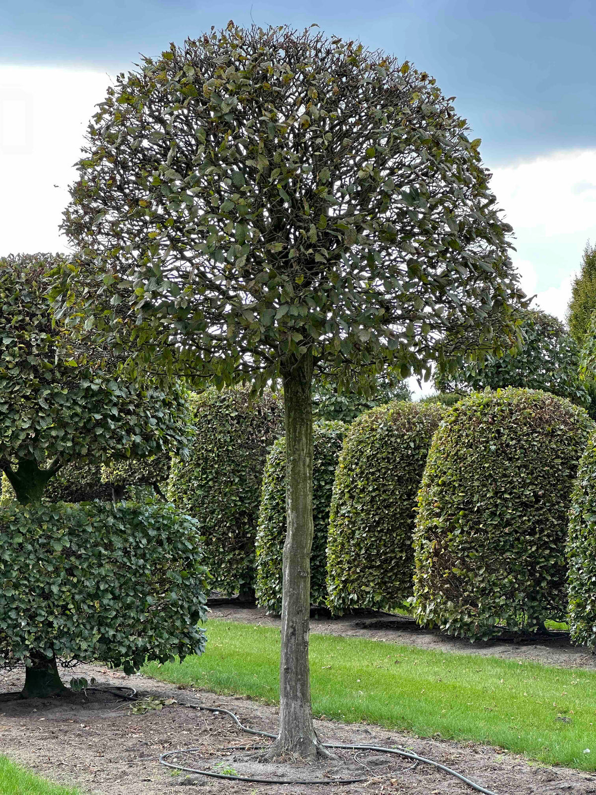 CB TOPIARY #145