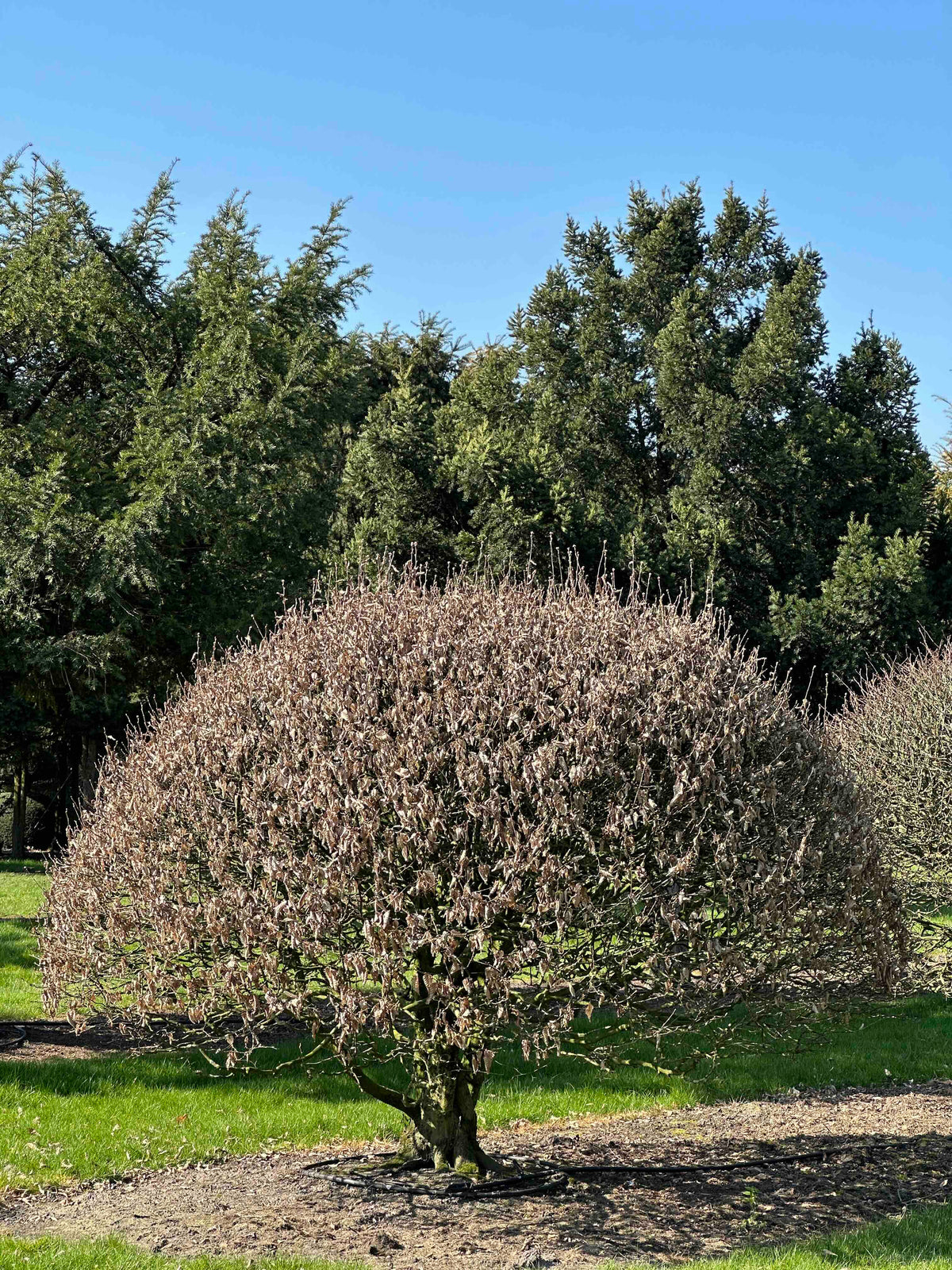 CB TOPIARY #165