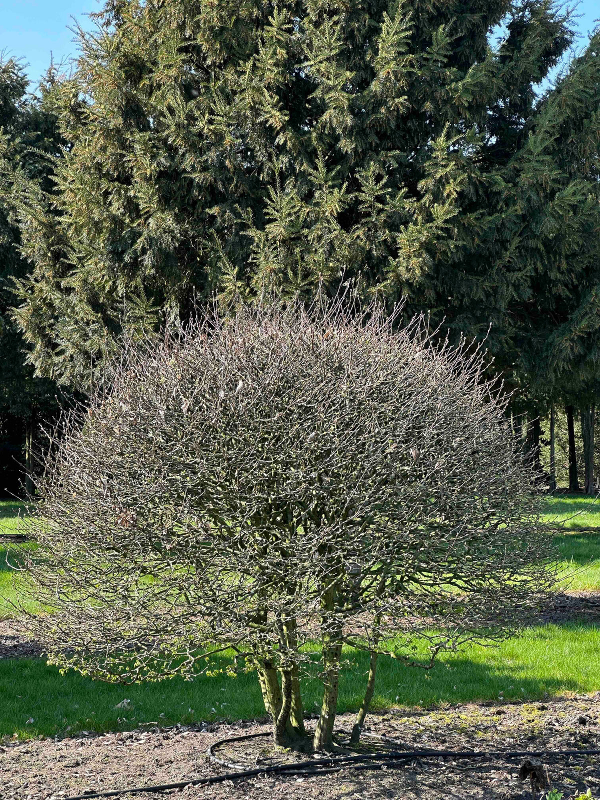 CB TOPIARY #168