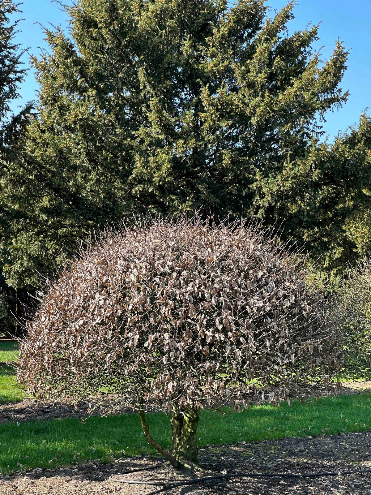 CB TOPIARY #171