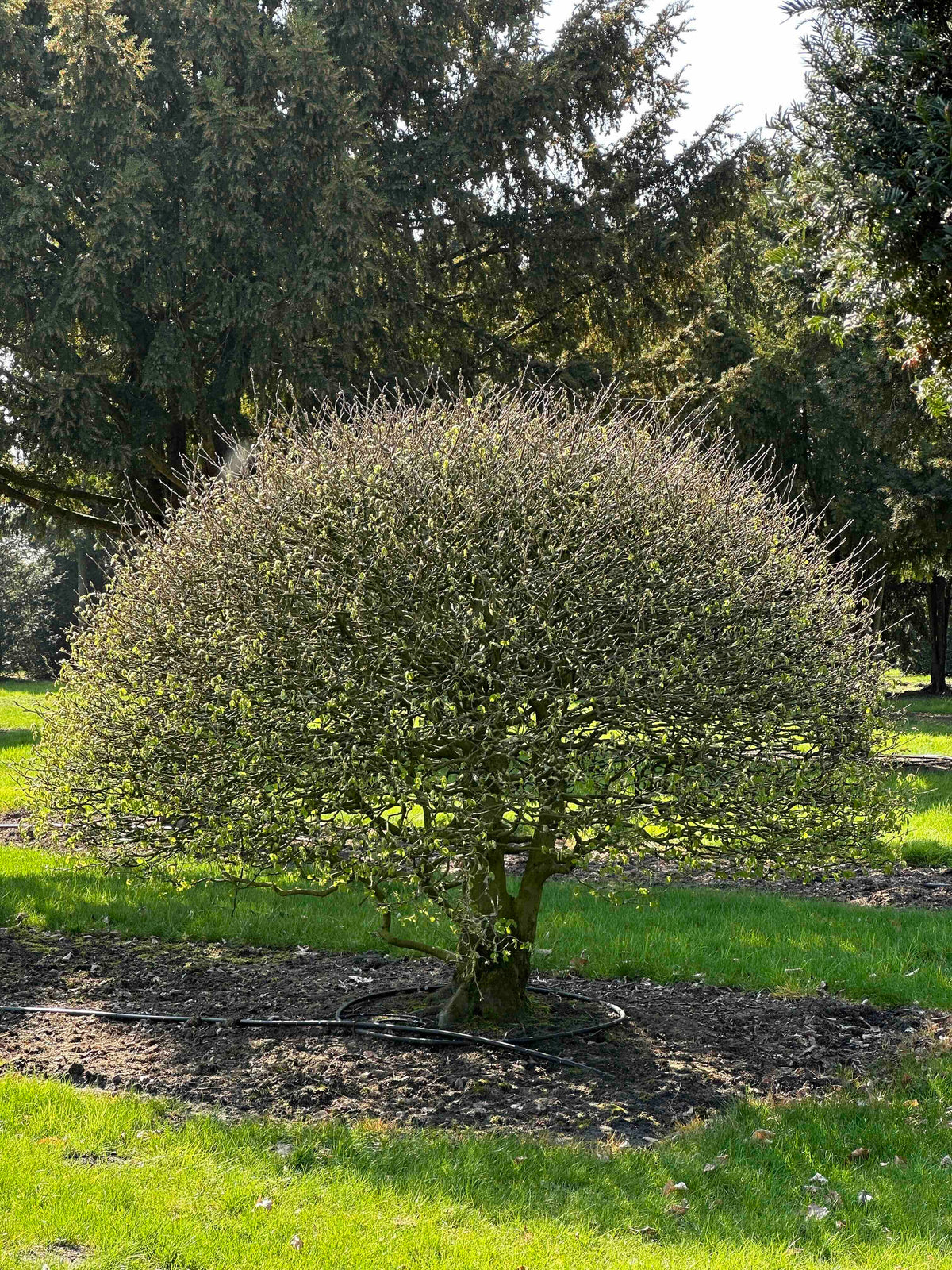 CB TOPIARY #172