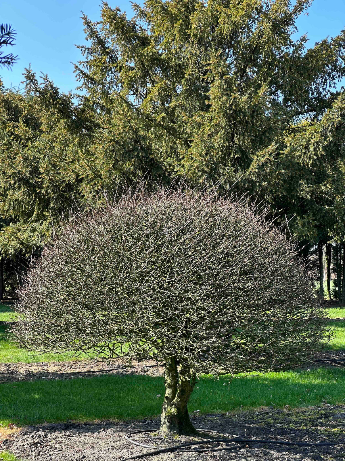 CB TOPIARY #173