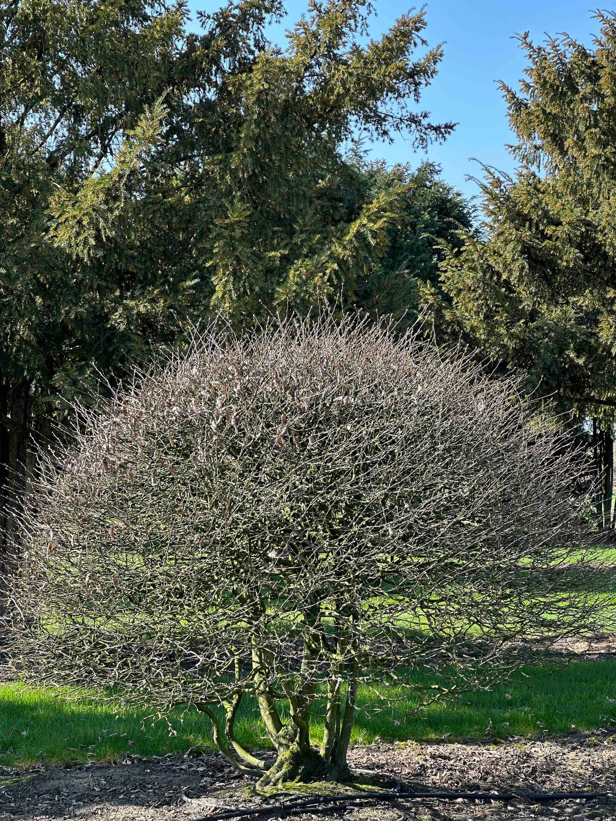 CB TOPIARY #174