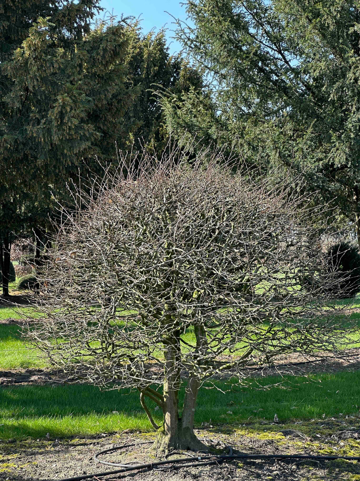 CB TOPIARY #176