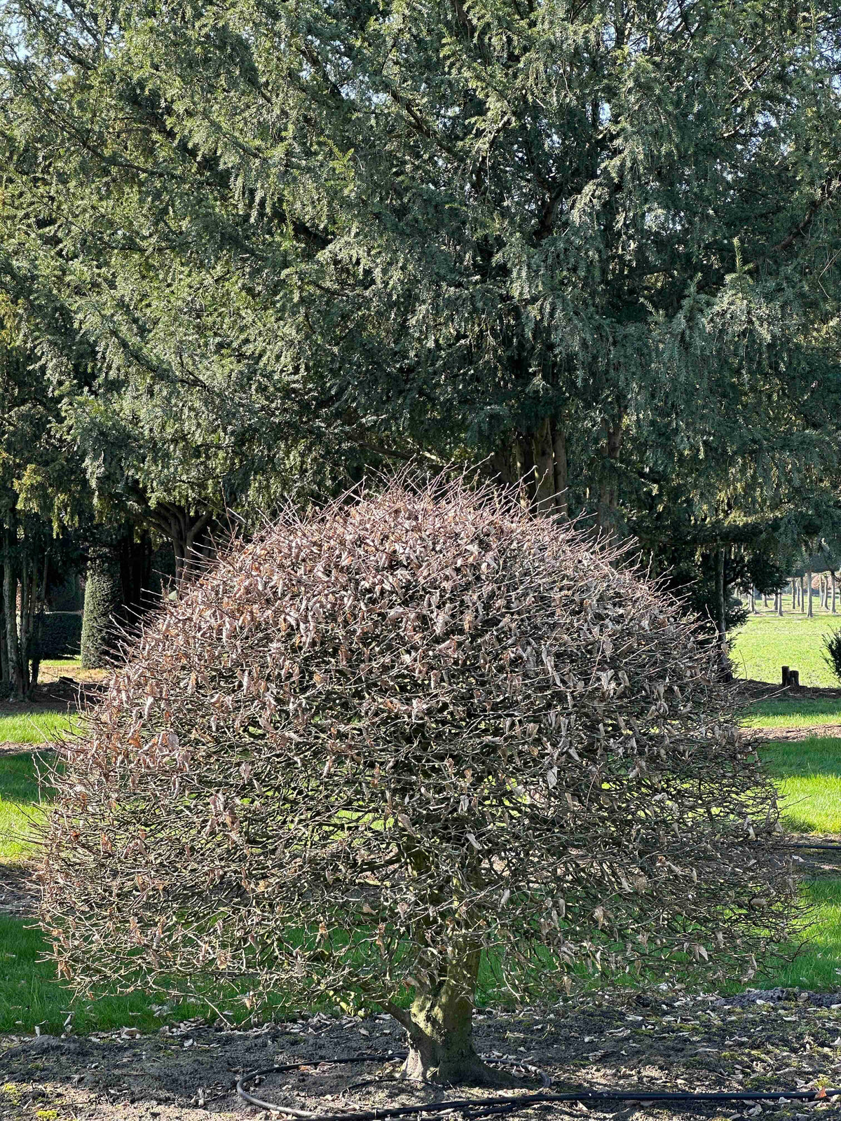 CB TOPIARY #177