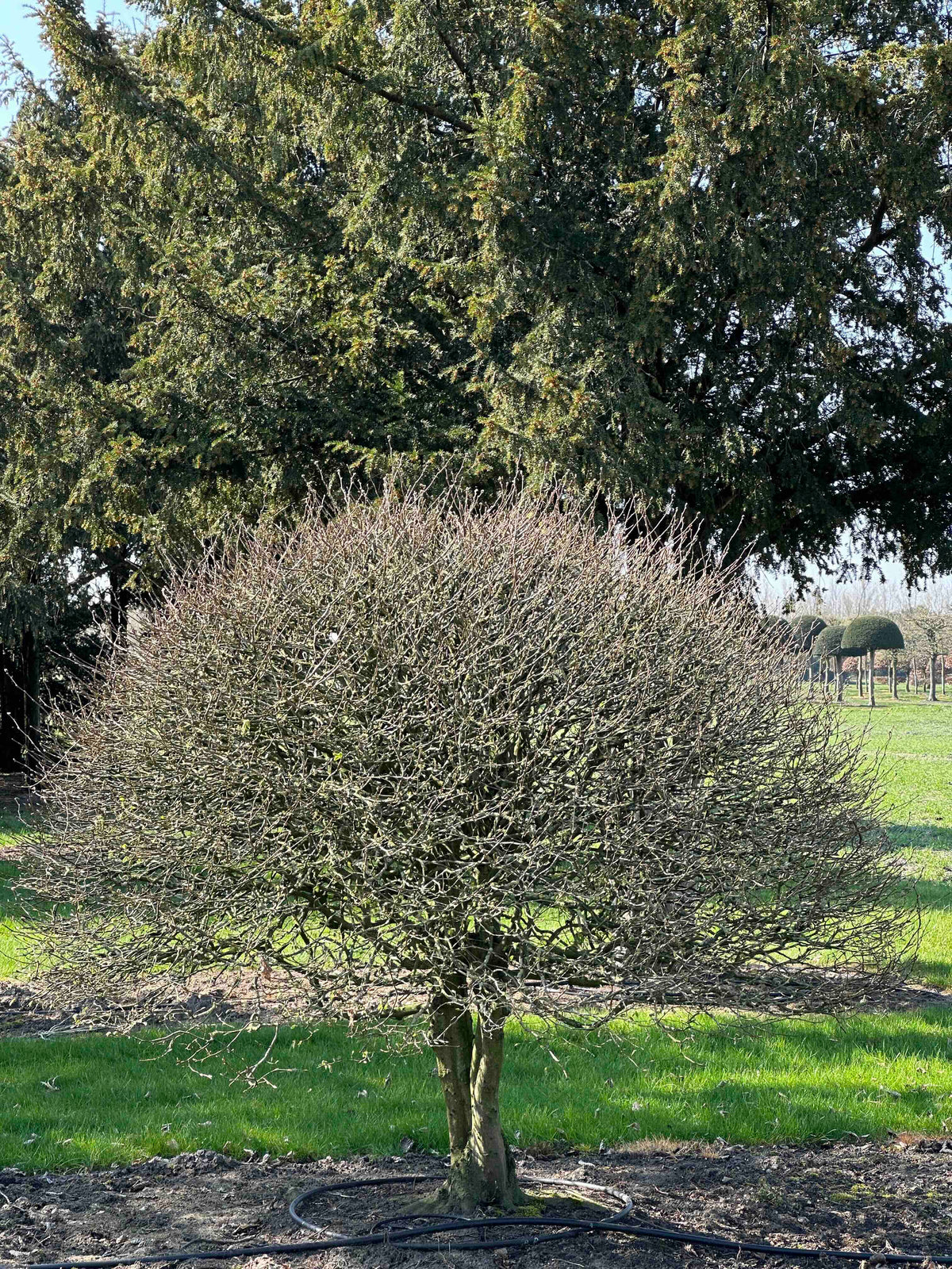 CB TOPIARY #179