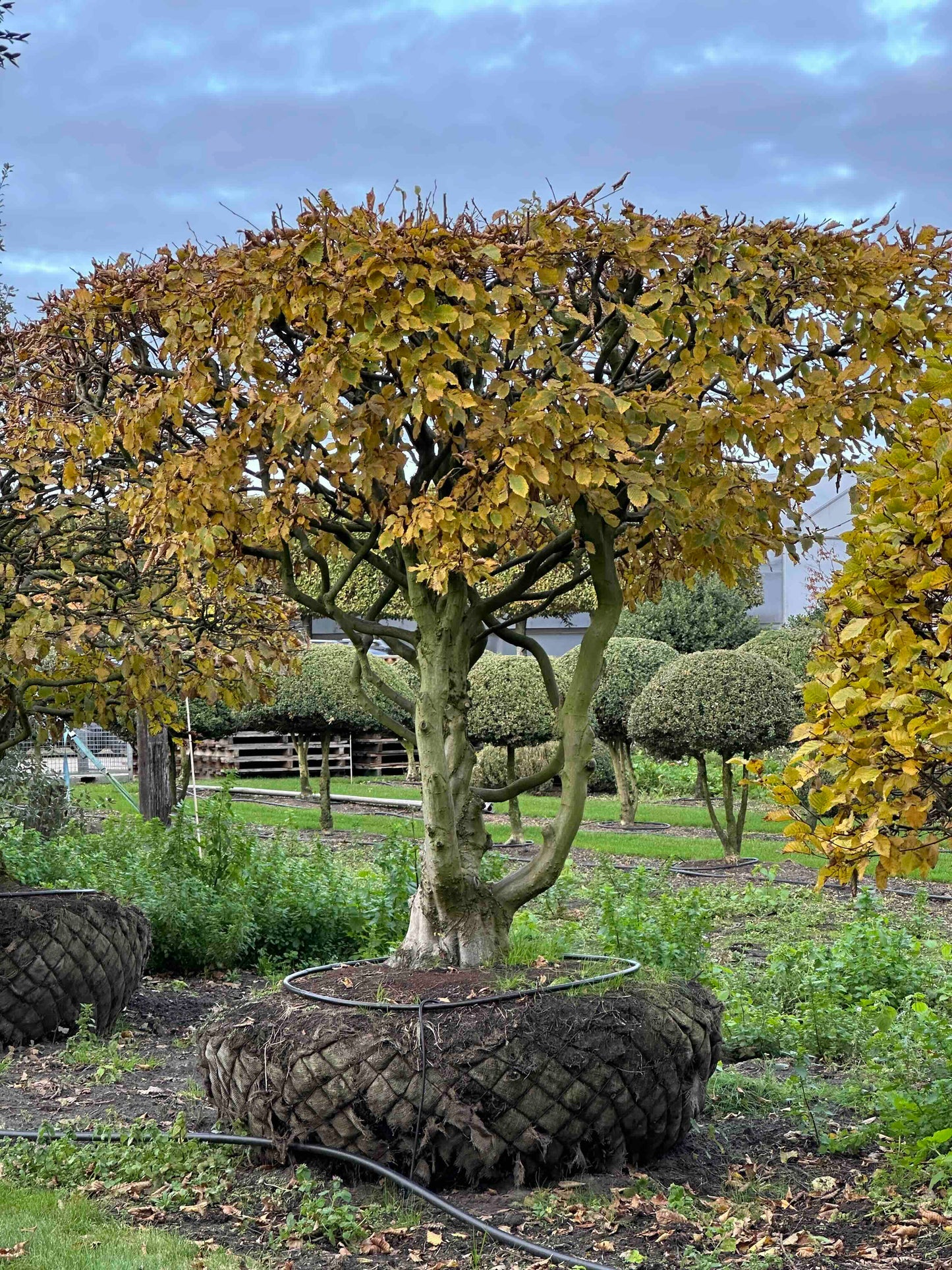 CB TOPIARY #188