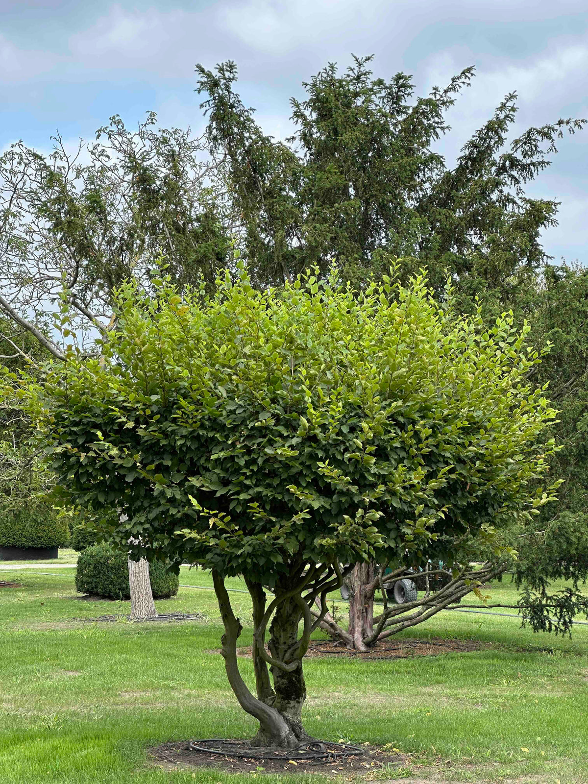 CB TOPIARY #188
