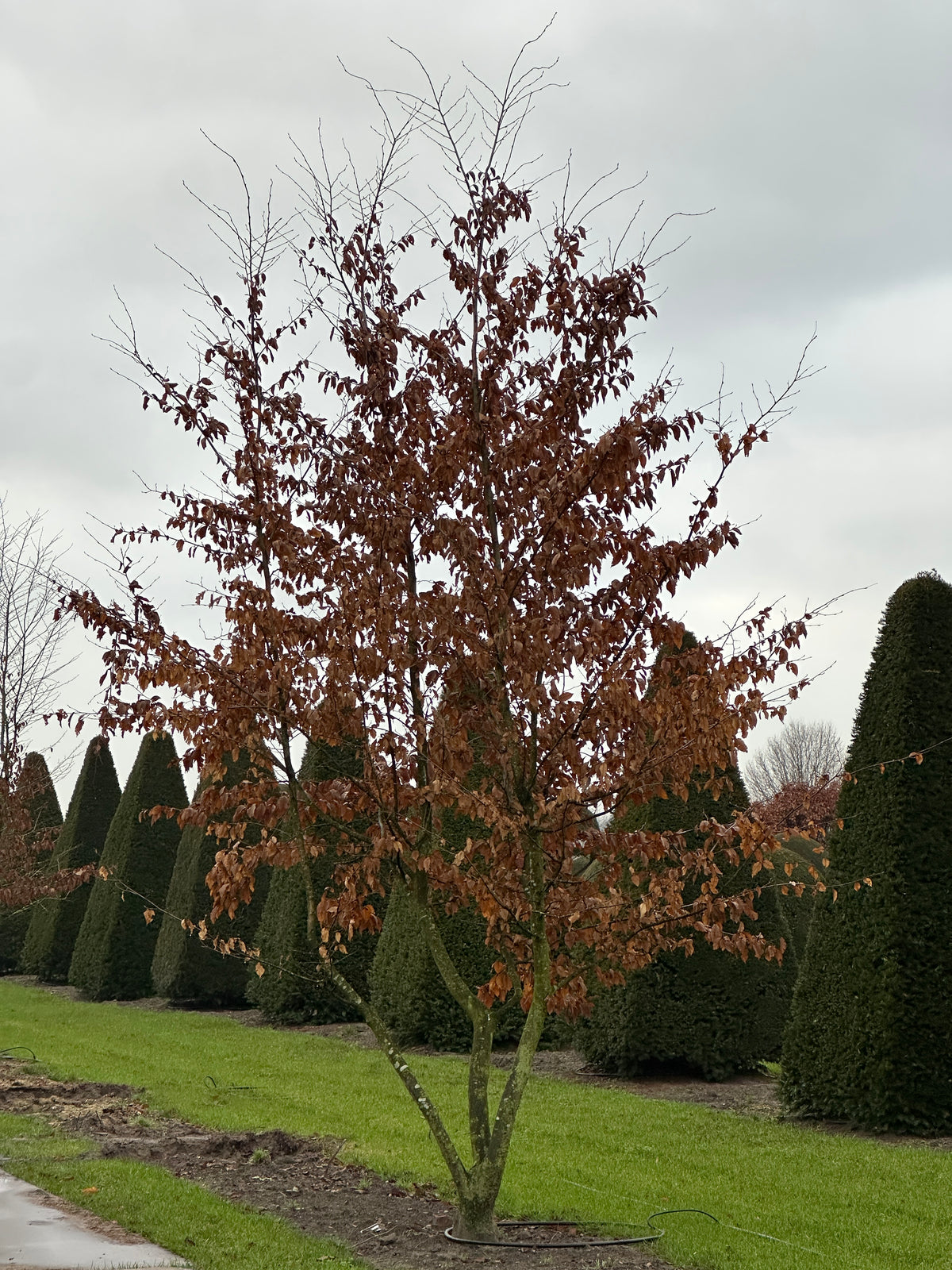 CB TREE #038