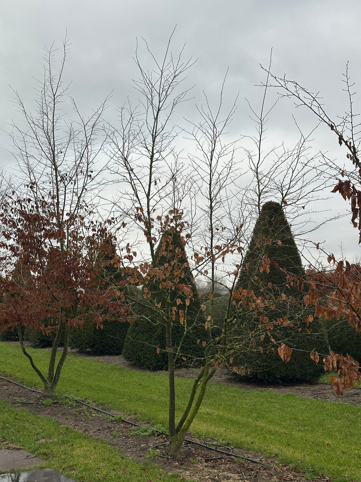 CB TREE #042