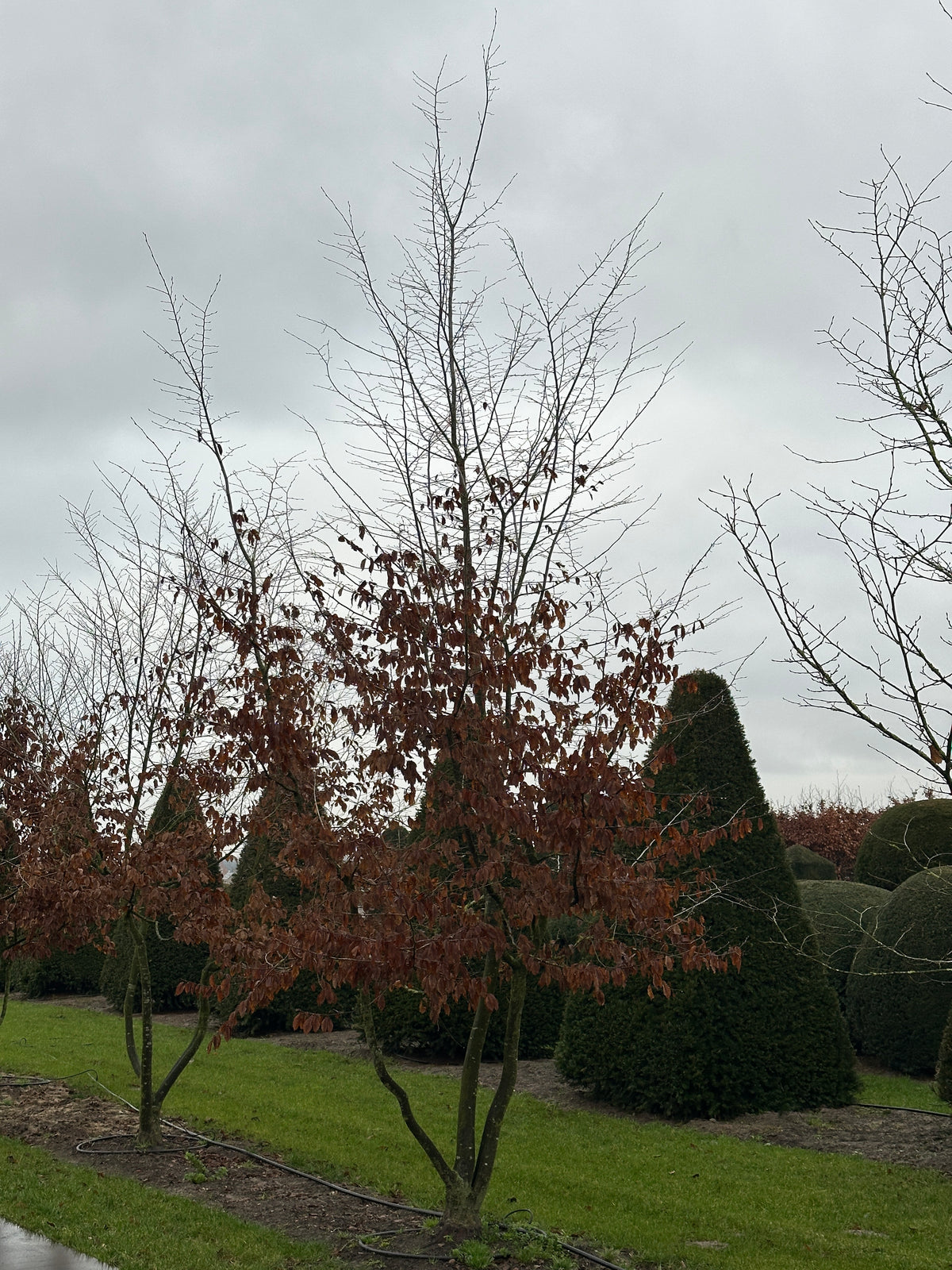 CB TREE #043