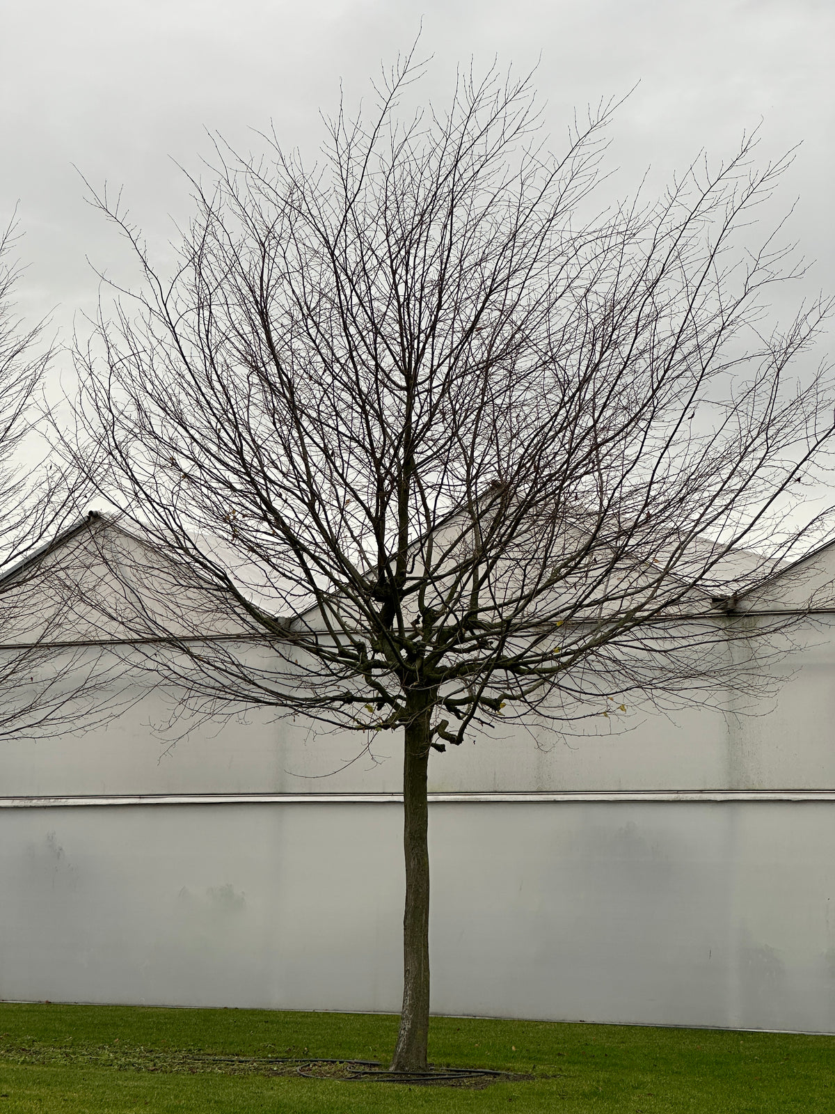 CB TREE #055