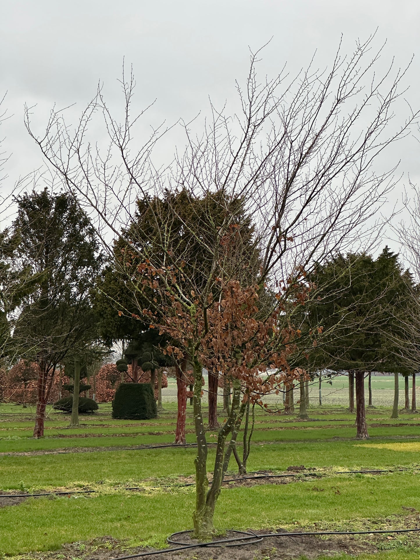CB TREE #025