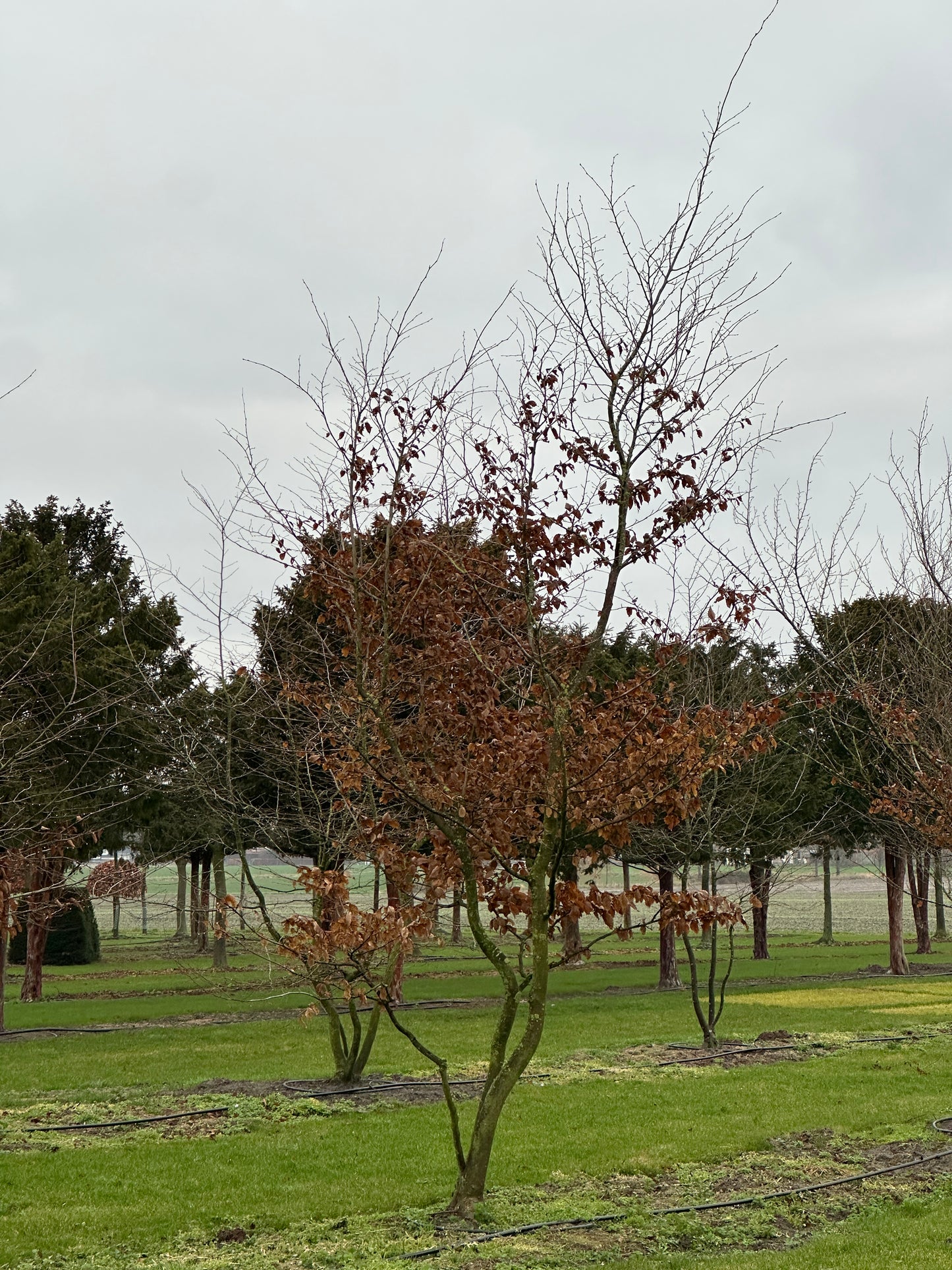 CB TREE #026