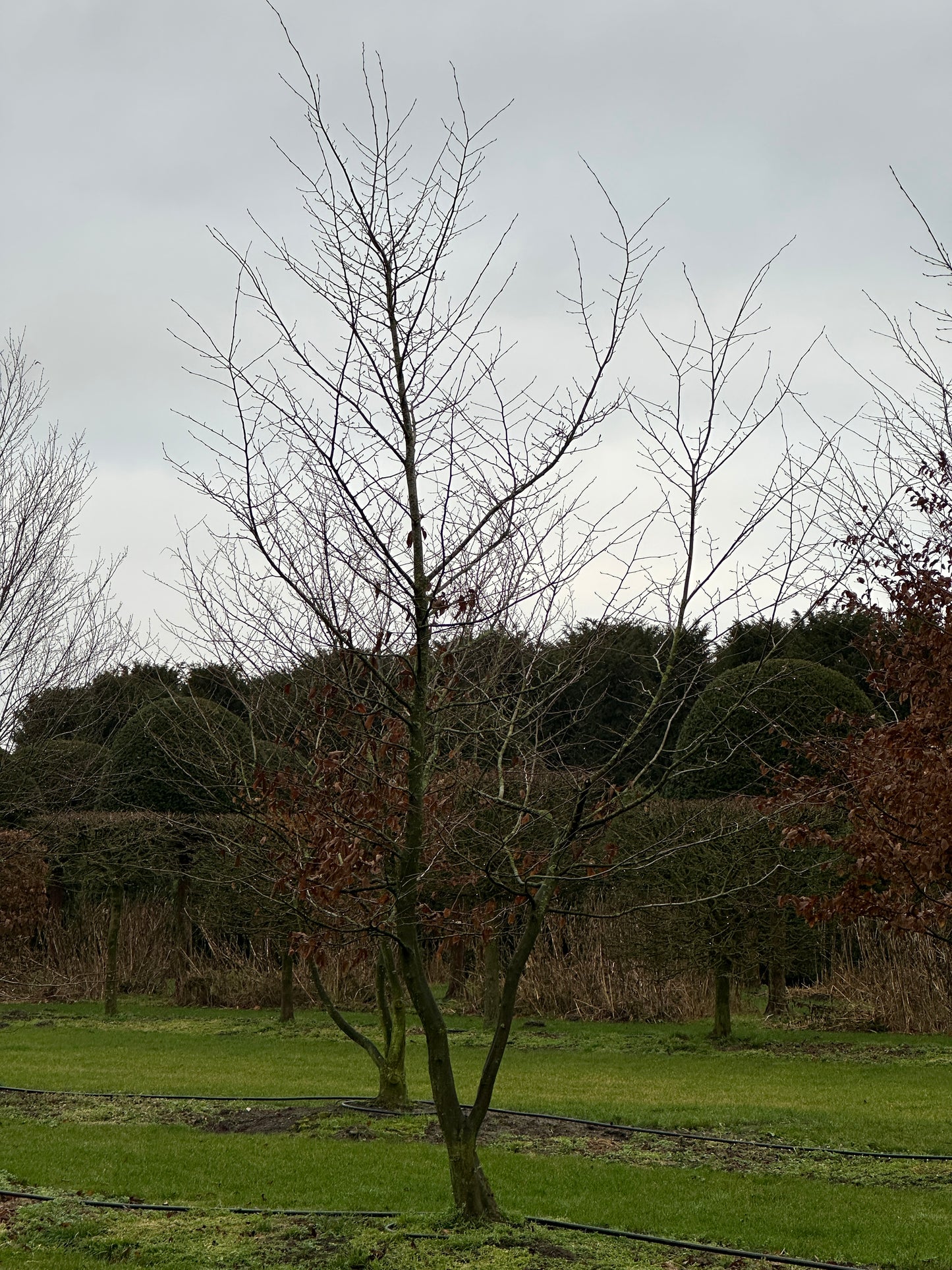 CB TREE #028