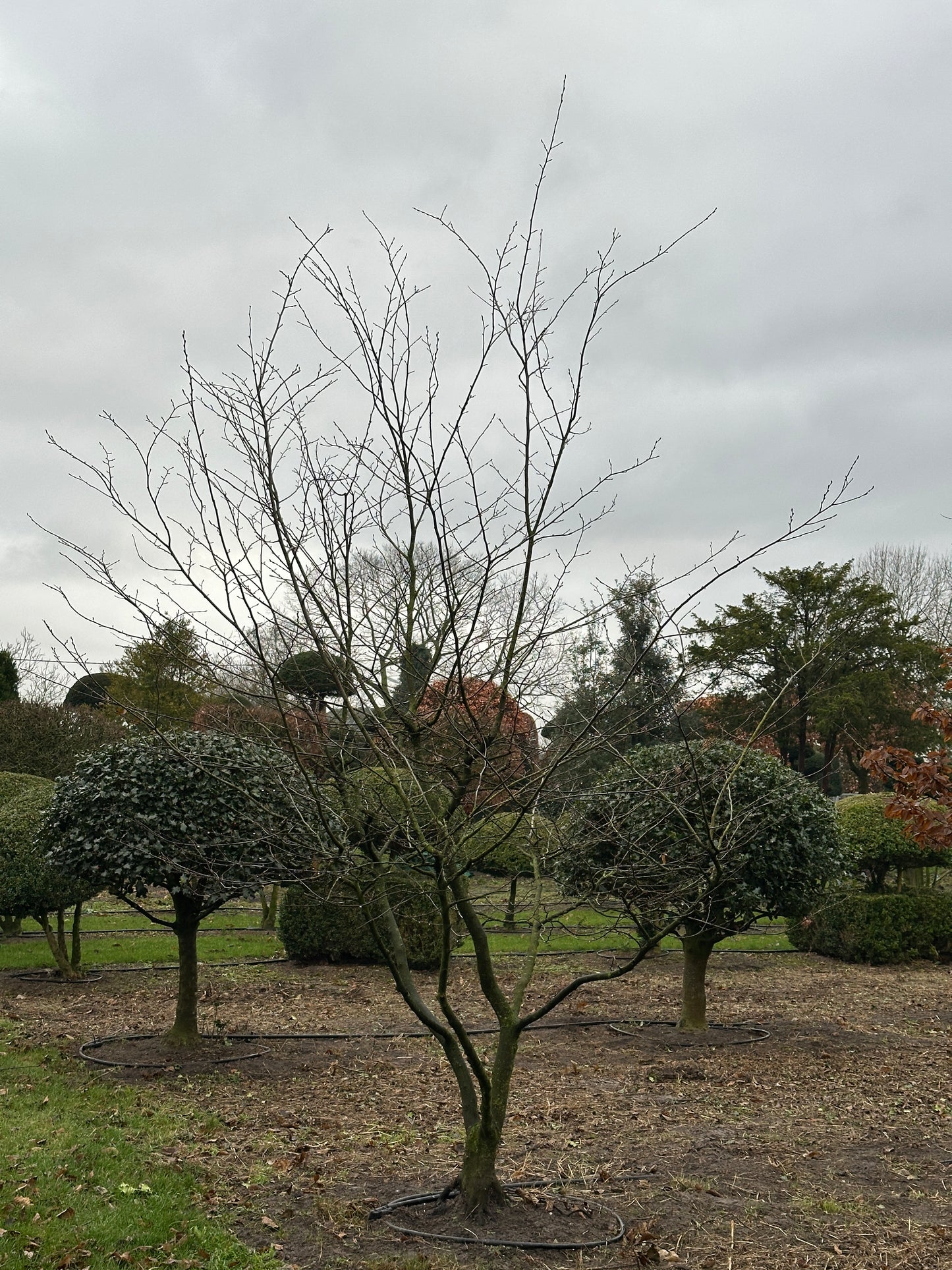 CB TREE #009