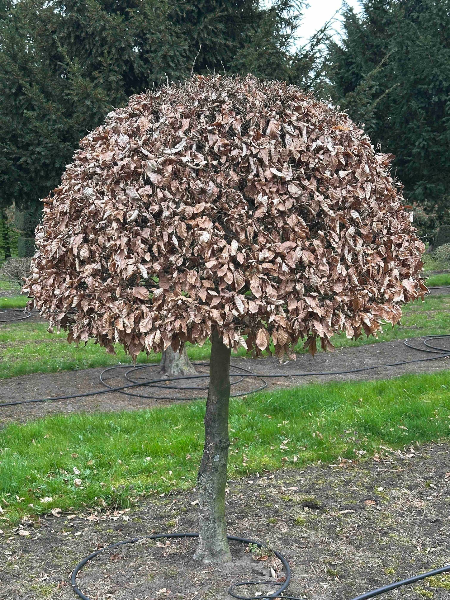 FSA TOPIARY #015