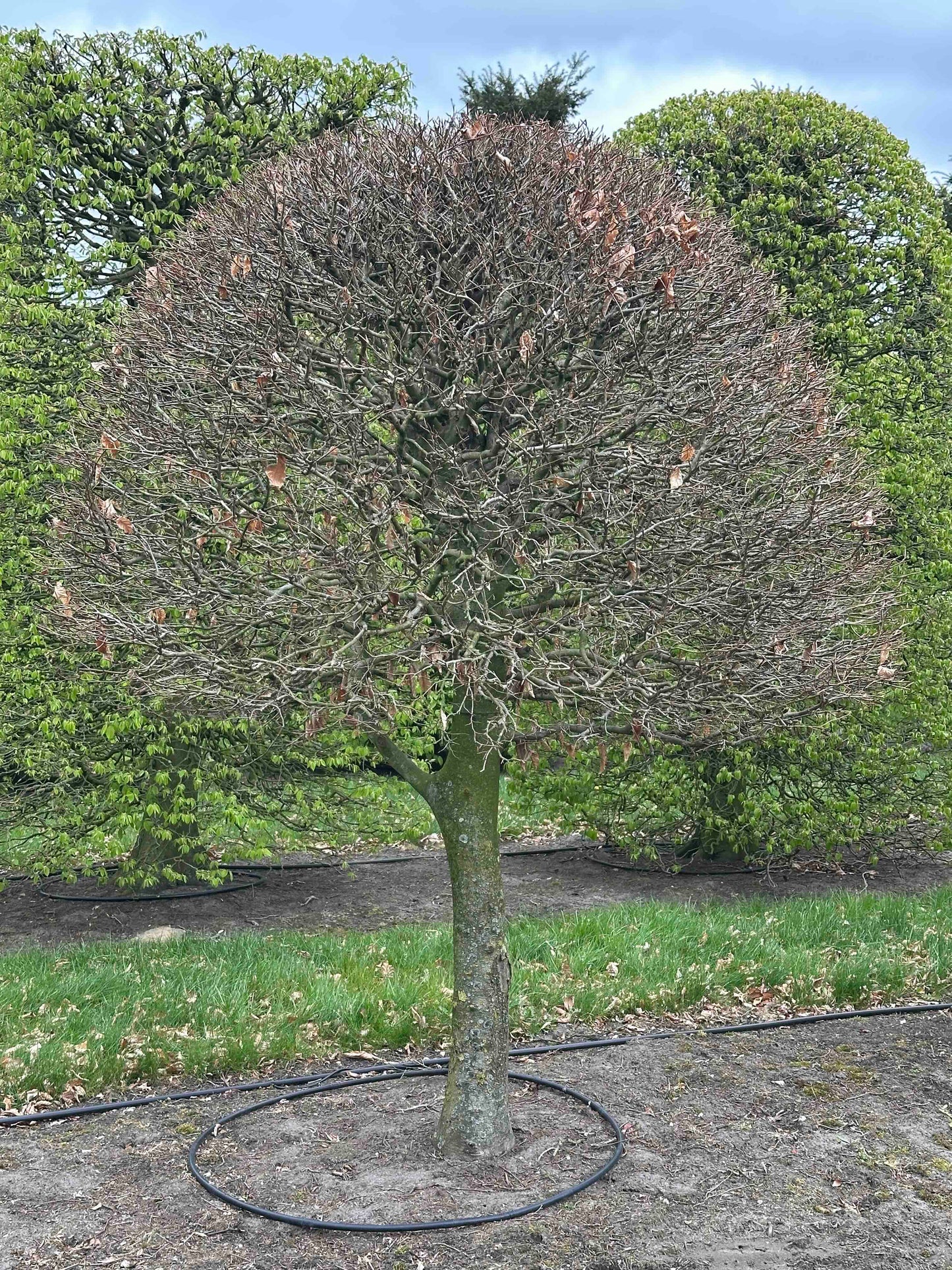FSA TOPIARY #026