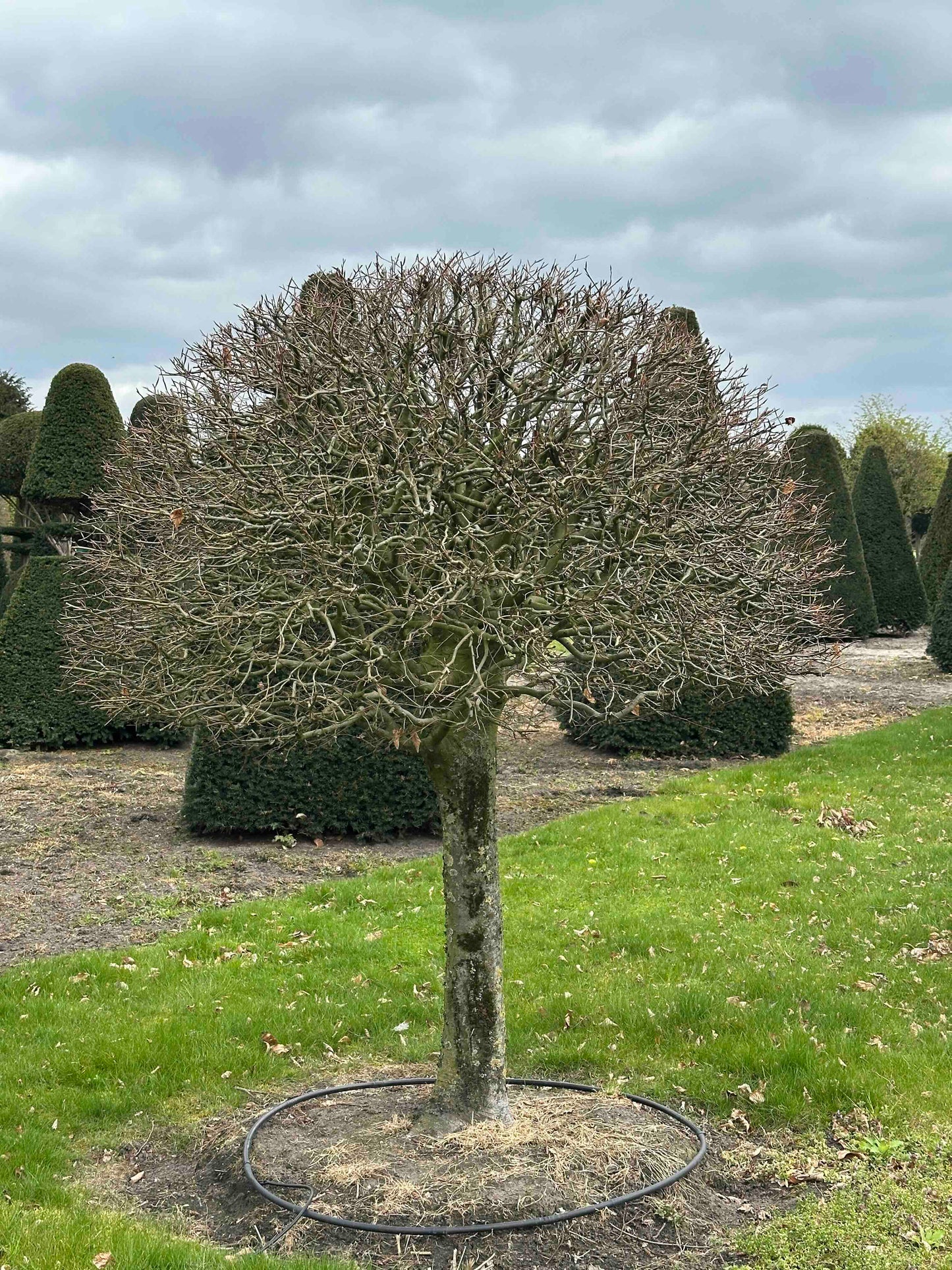 FSA TOPIARY #043