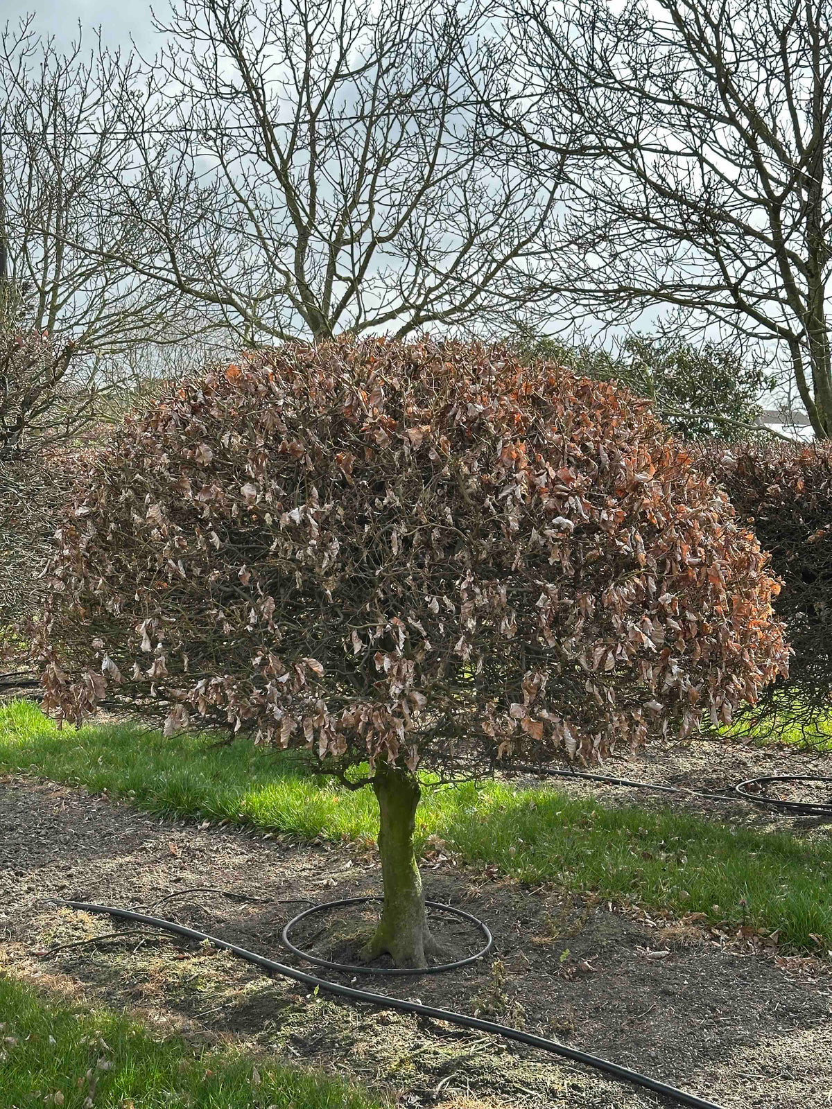 FS TOPIARY #013