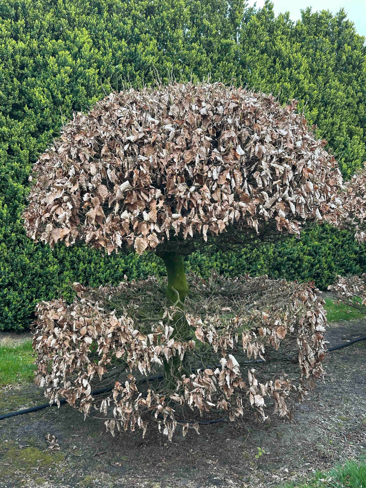 FS TOPIARY #053