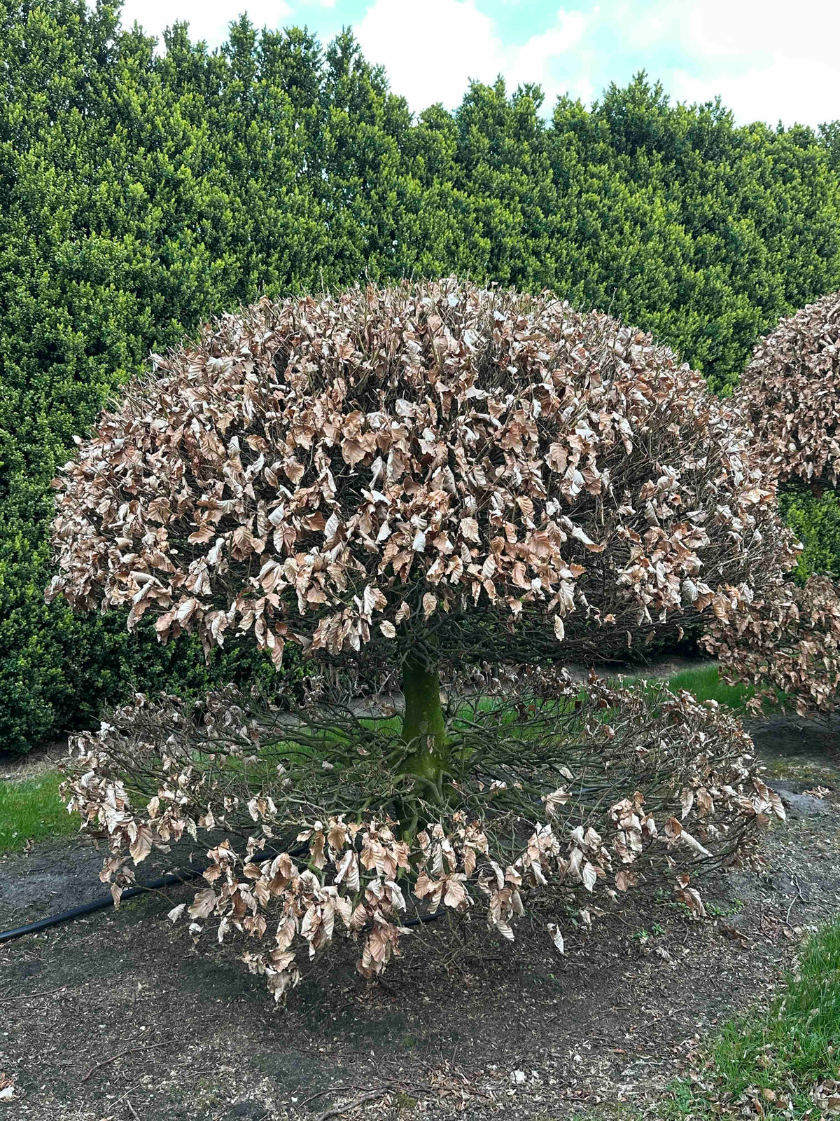 FS TOPIARY #054