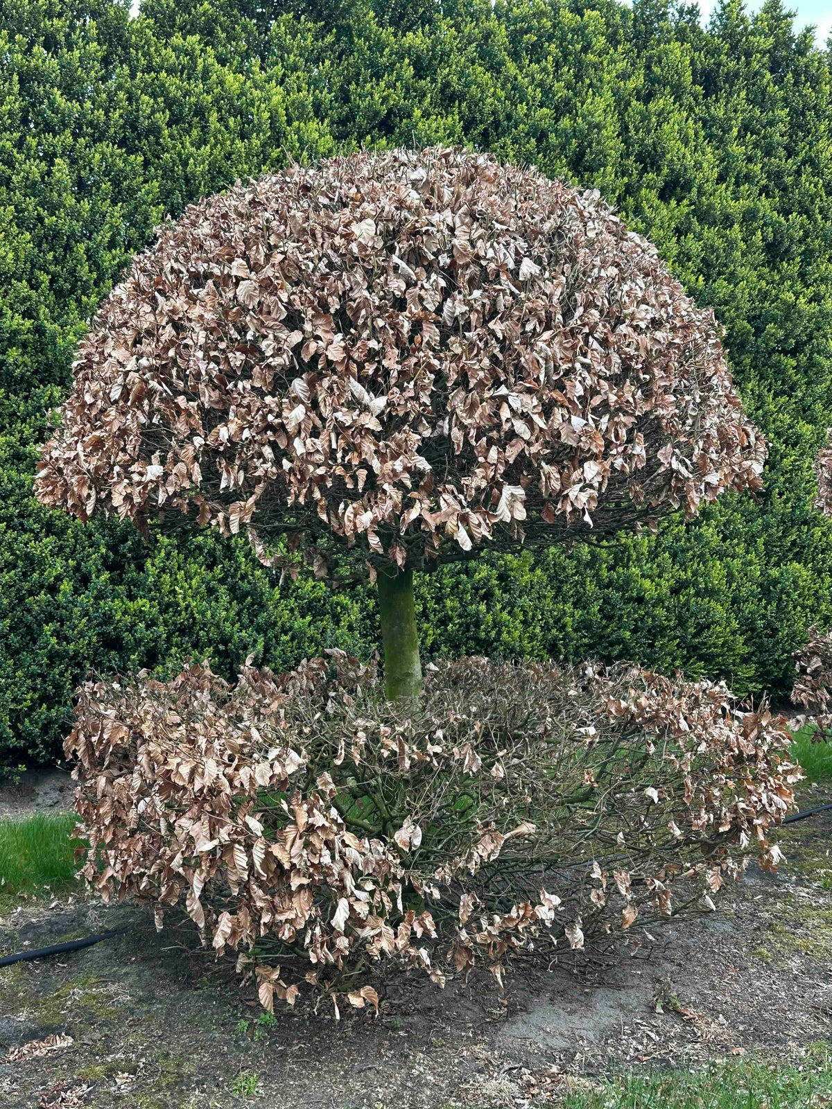 FS TOPIARY #055