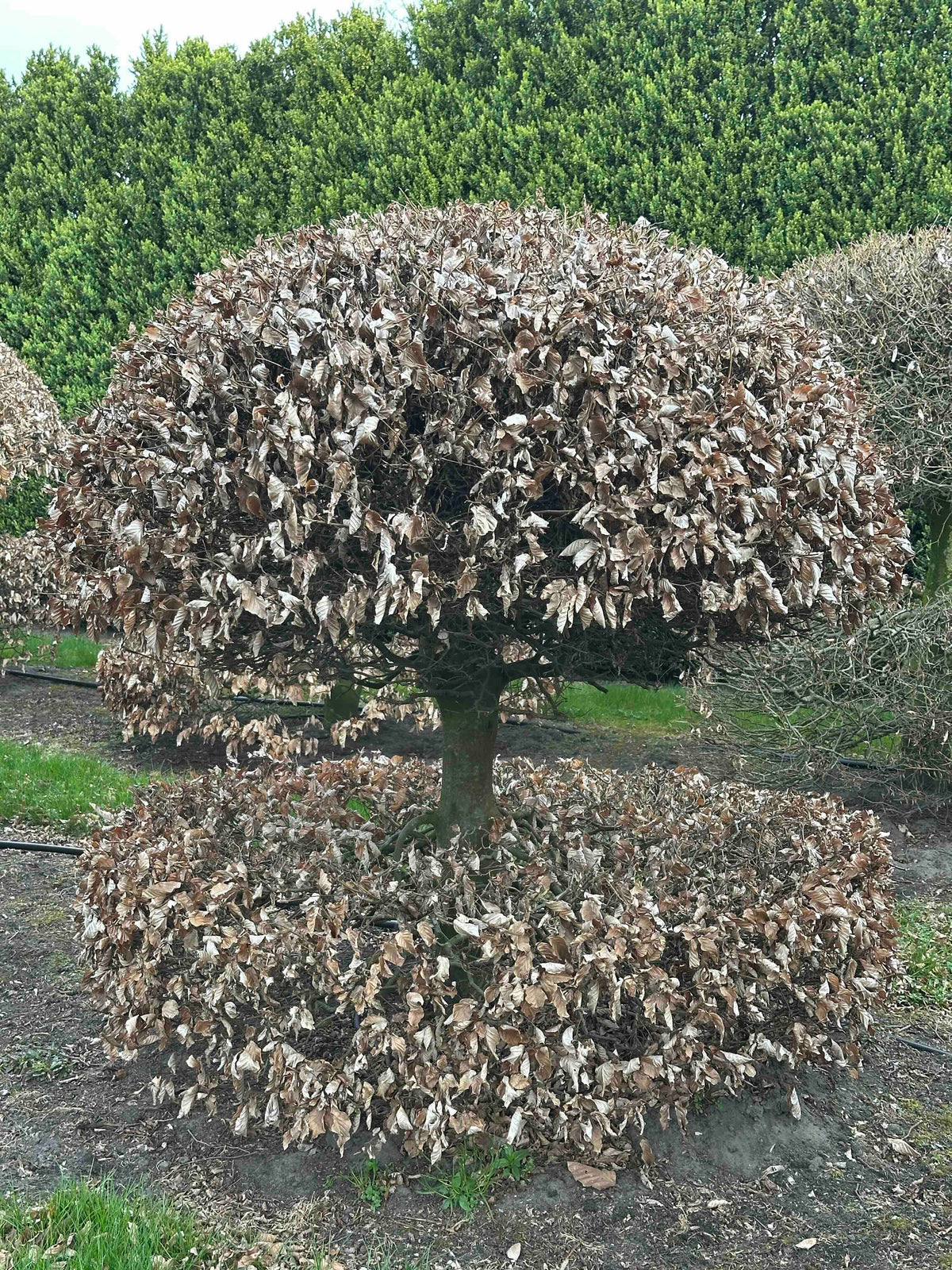 FS TOPIARY #068