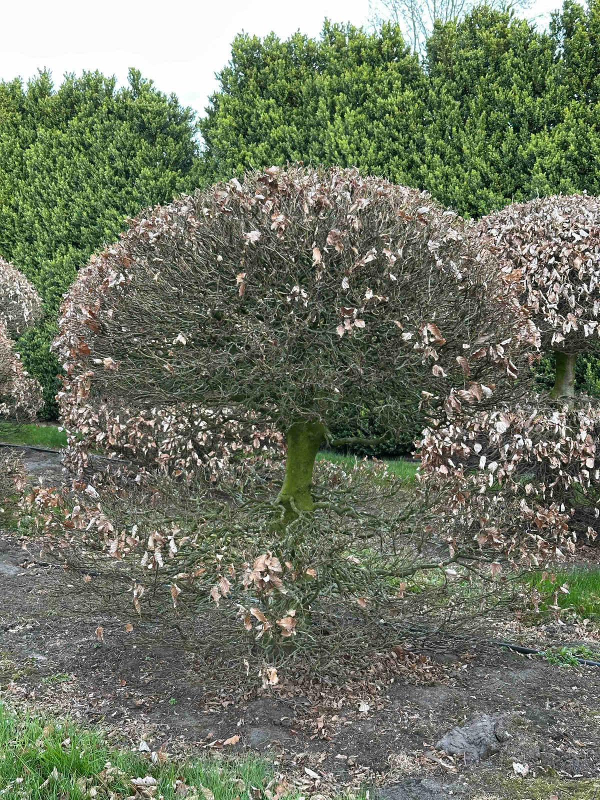 FS TOPIARY #071