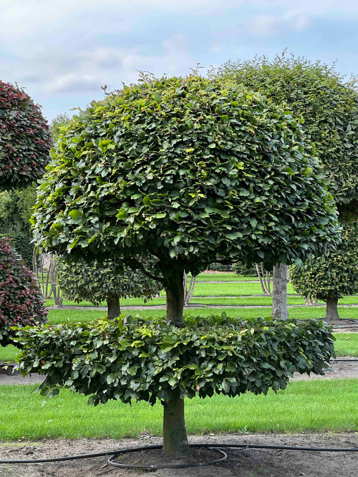 FS TOPIARY #089