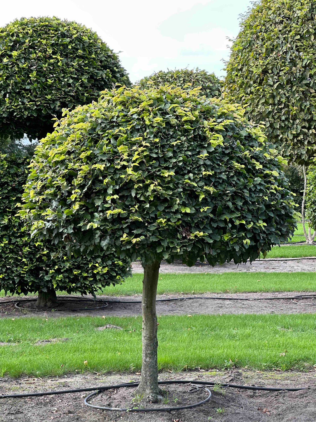 FS TOPIARY #092