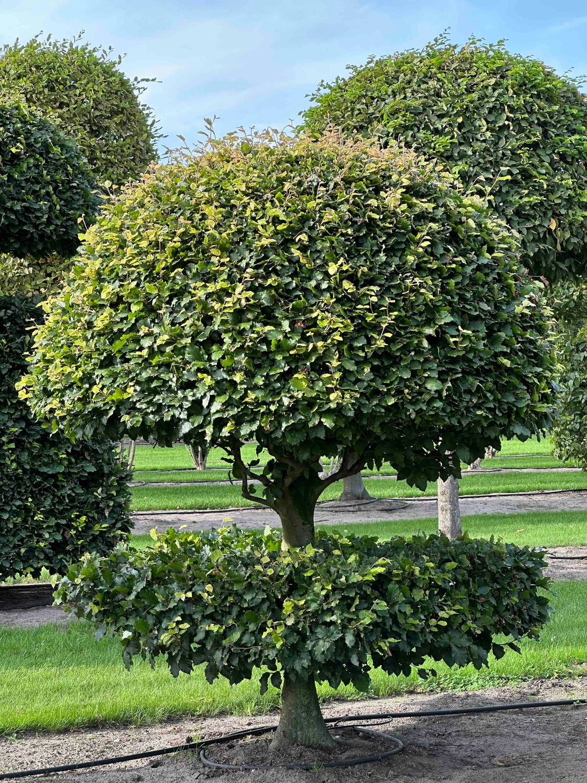 FS TOPIARY #095