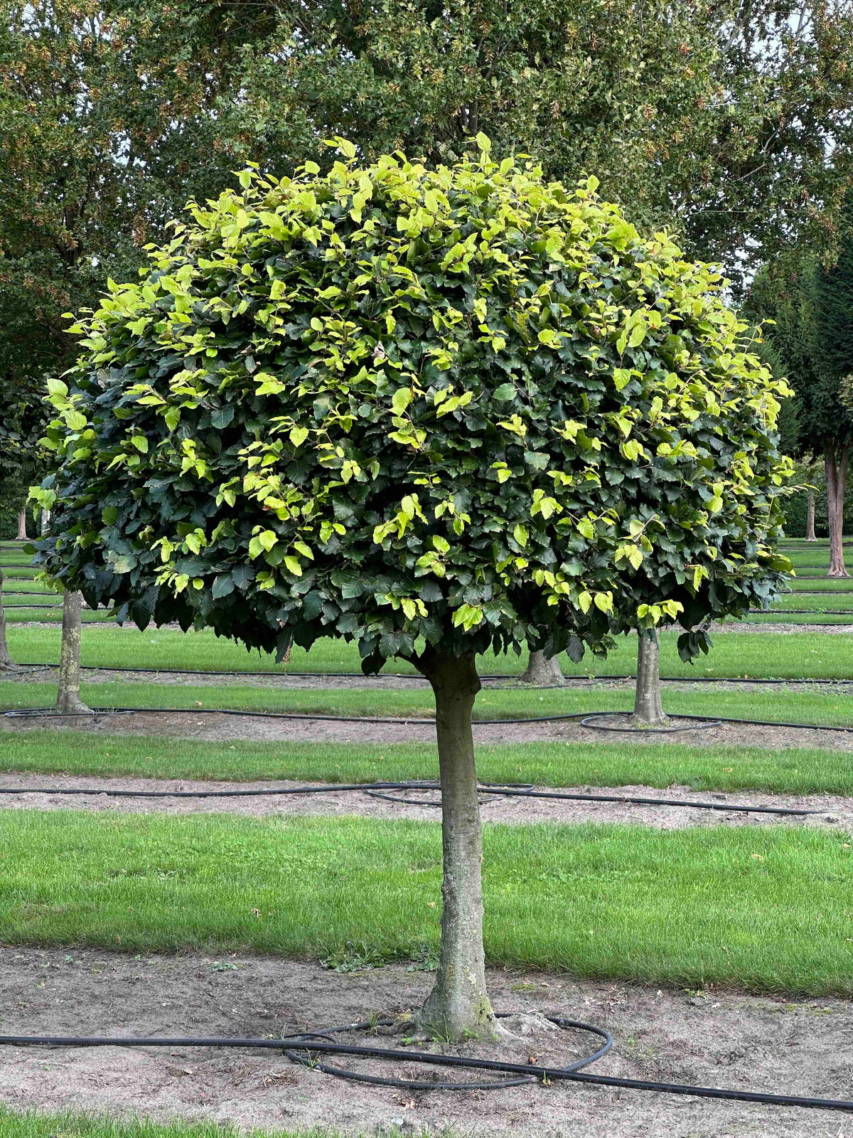 FS TOPIARY #096