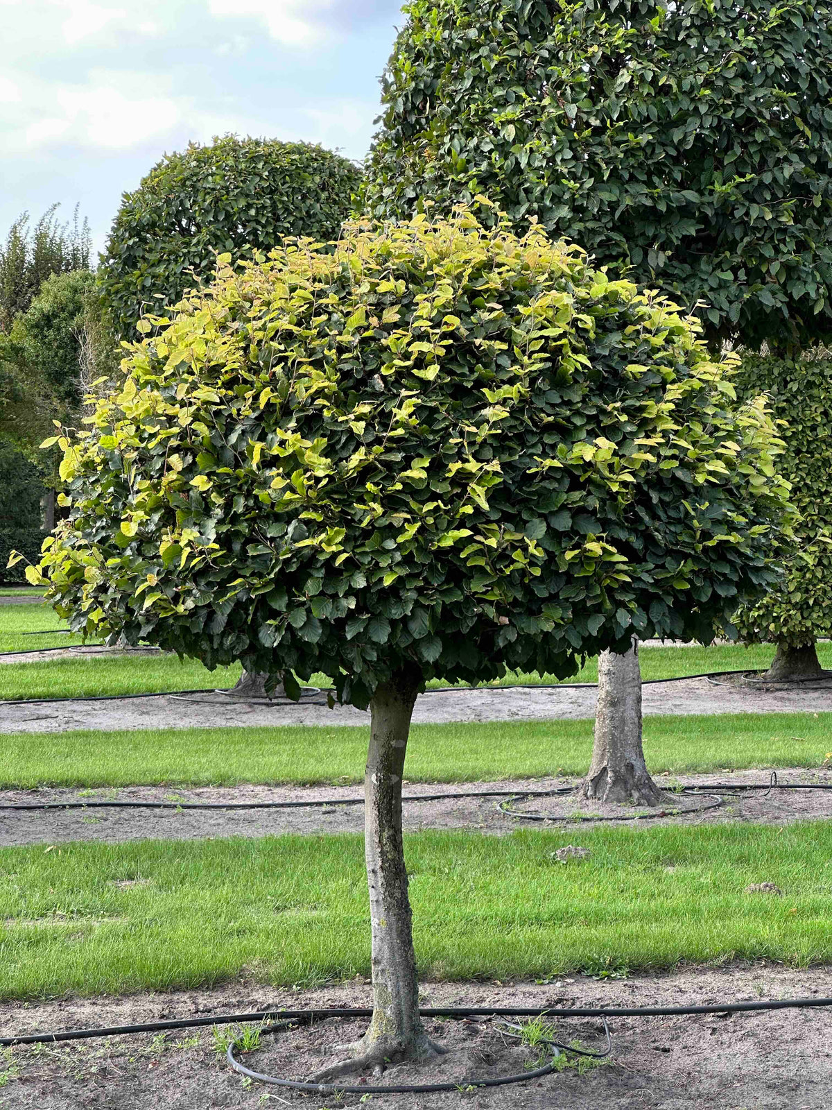 FS TOPIARY #097