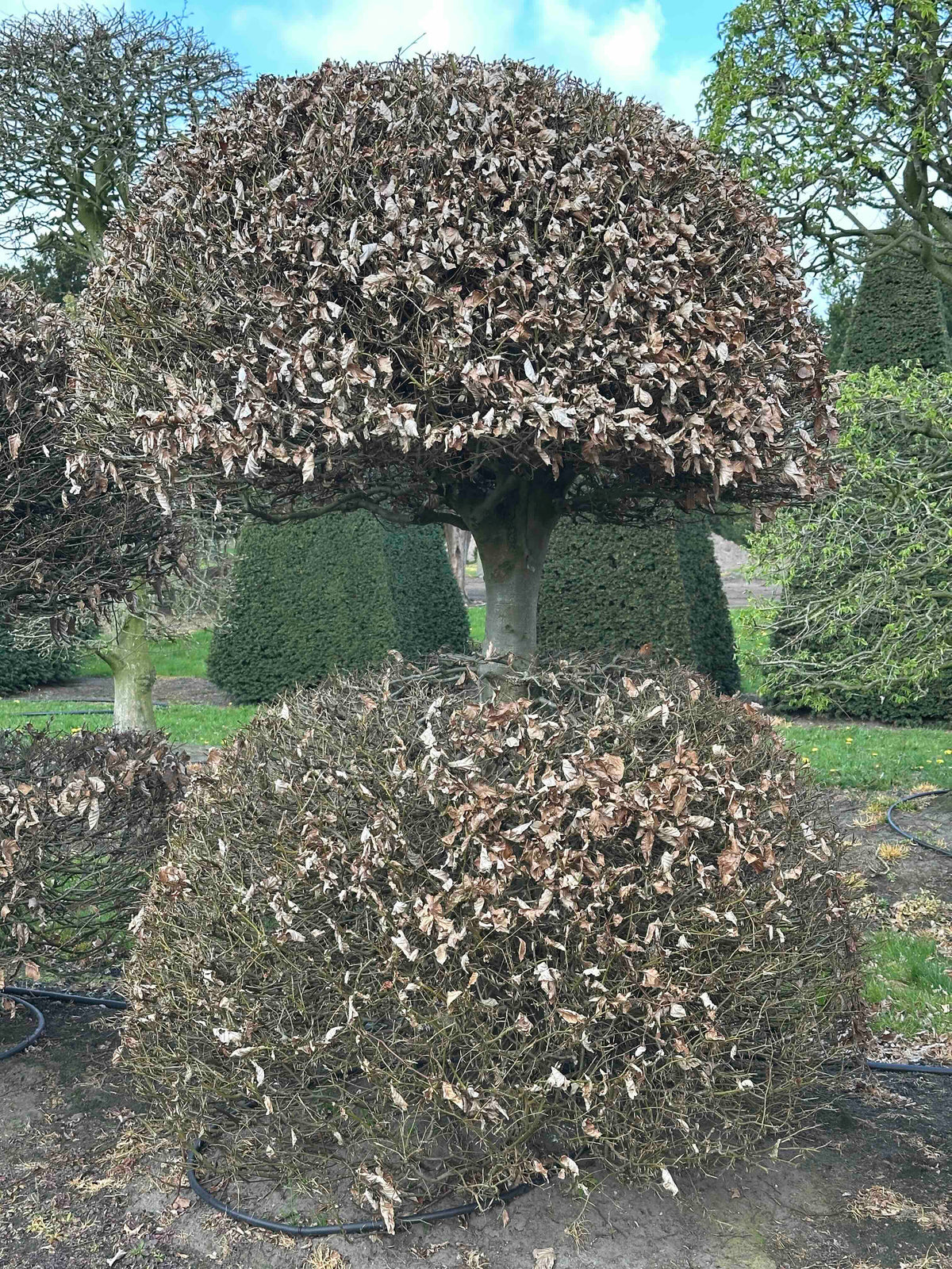 FS TOPIARY #113