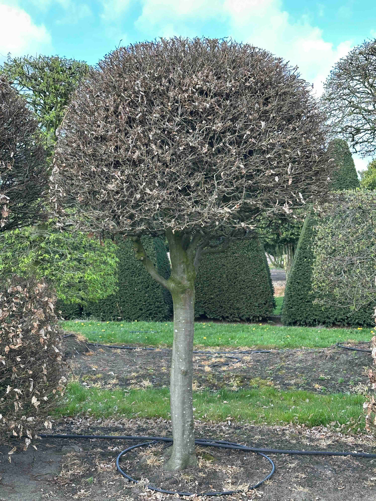 FS TOPIARY #120