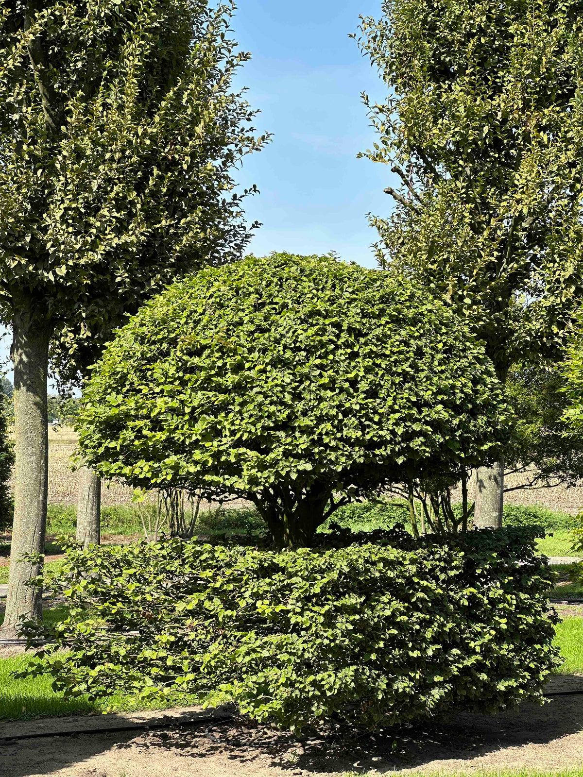 FS TOPIARY #139