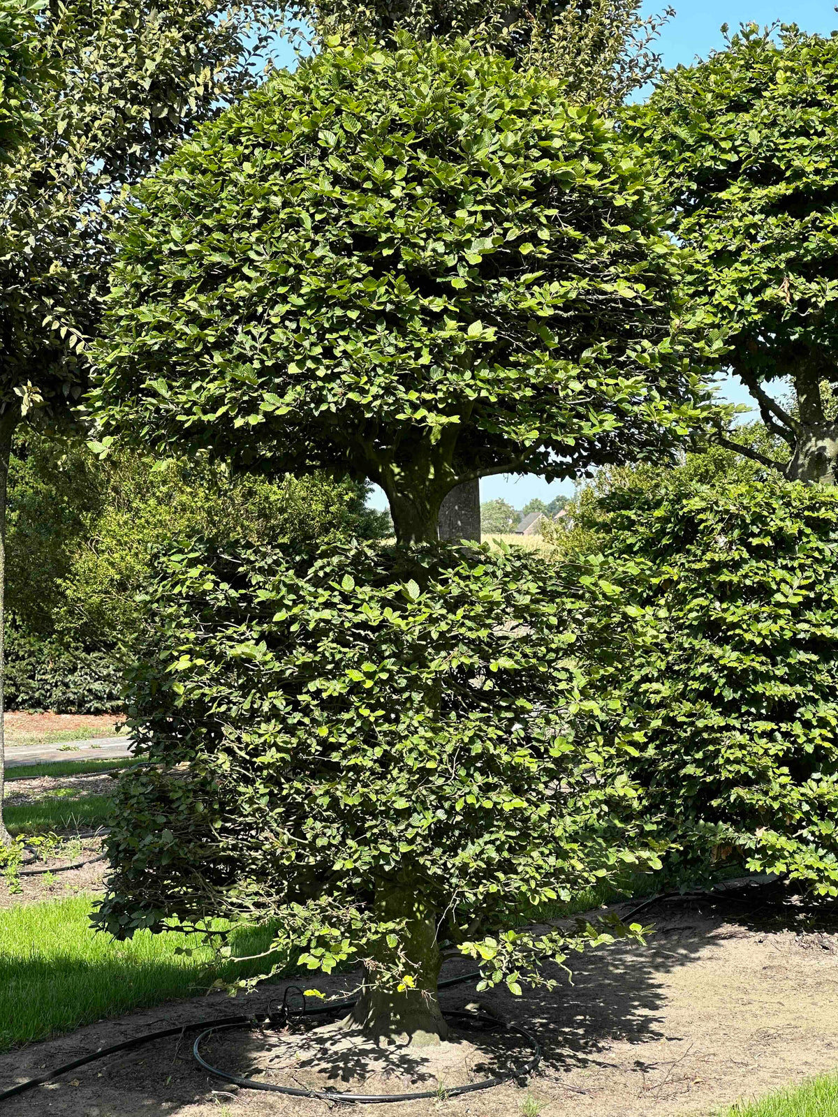 FS TOPIARY #142