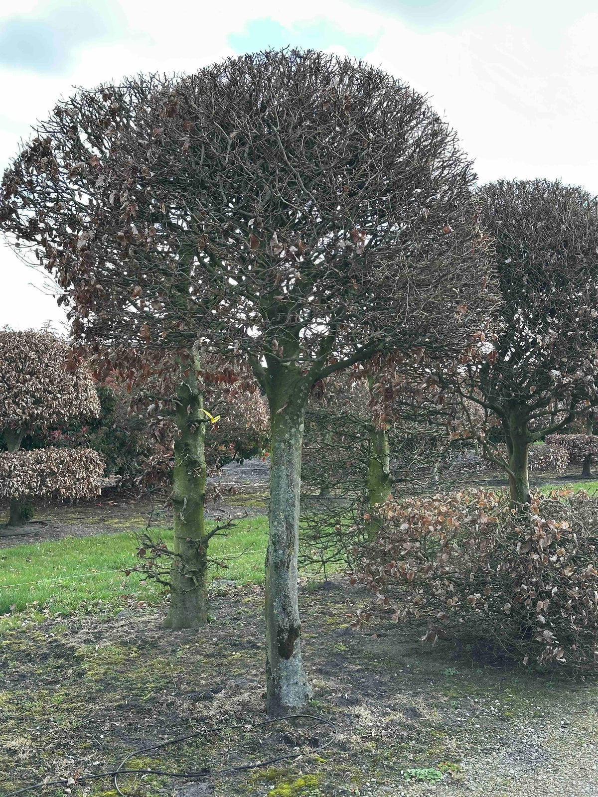 FS TOPIARY #146