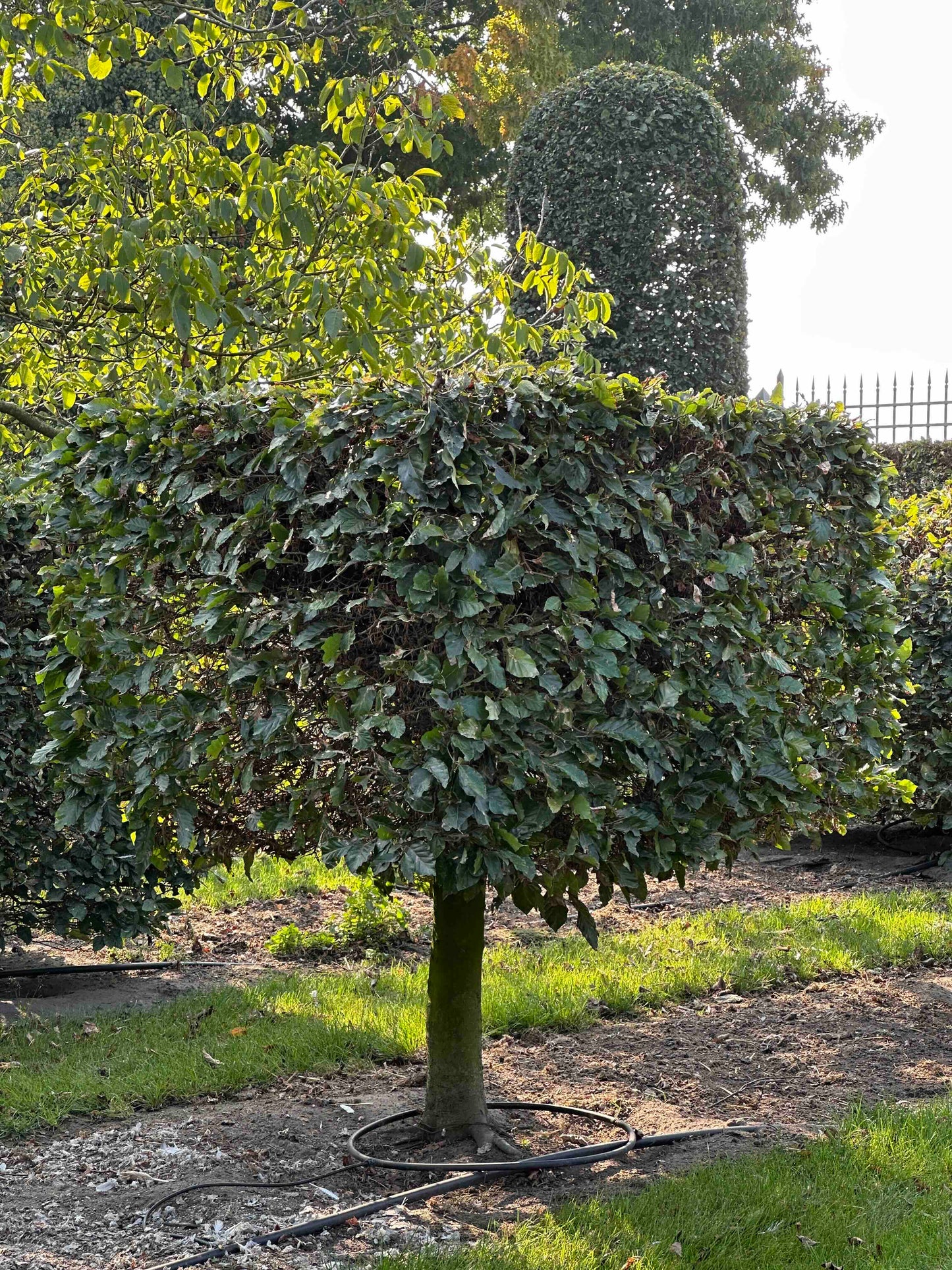 FS TOPIARY #014