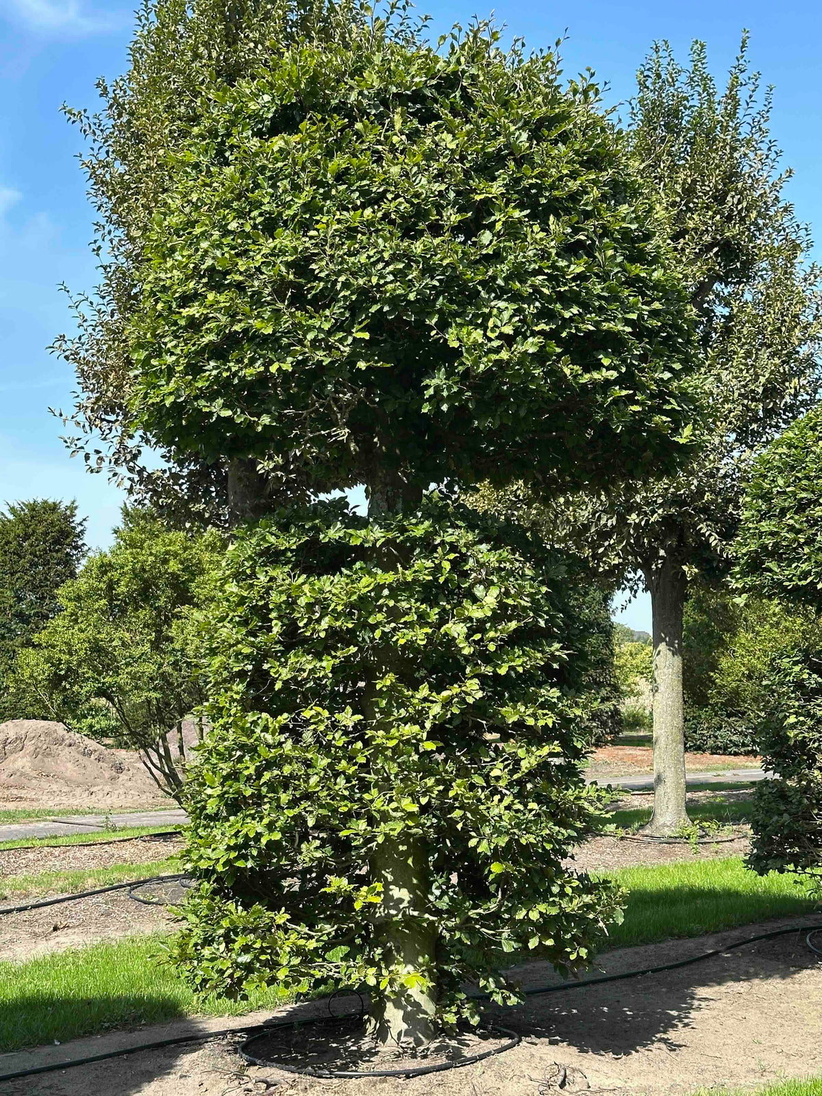 FS TOPIARY #154
