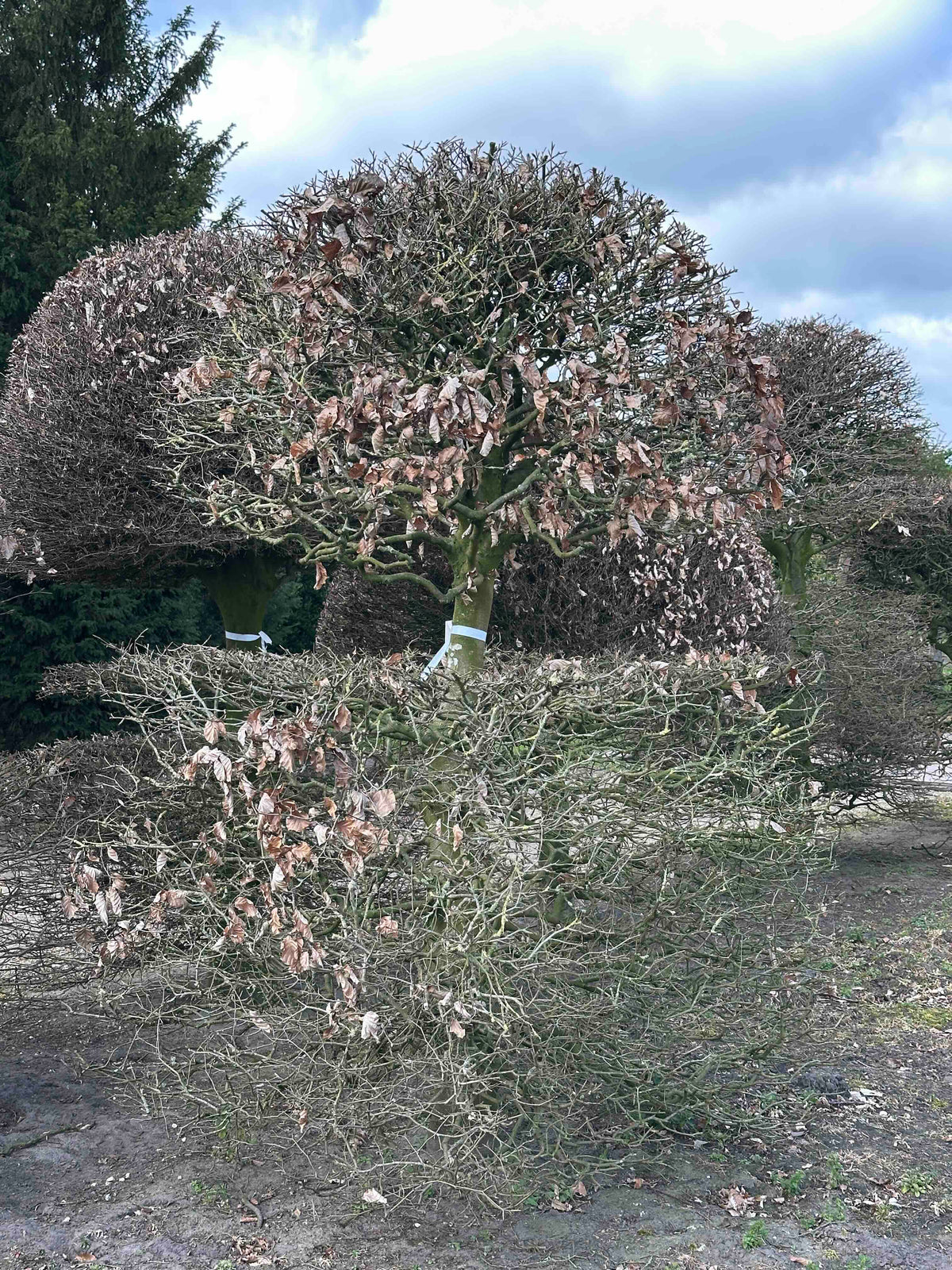 FS TOPIARY #159