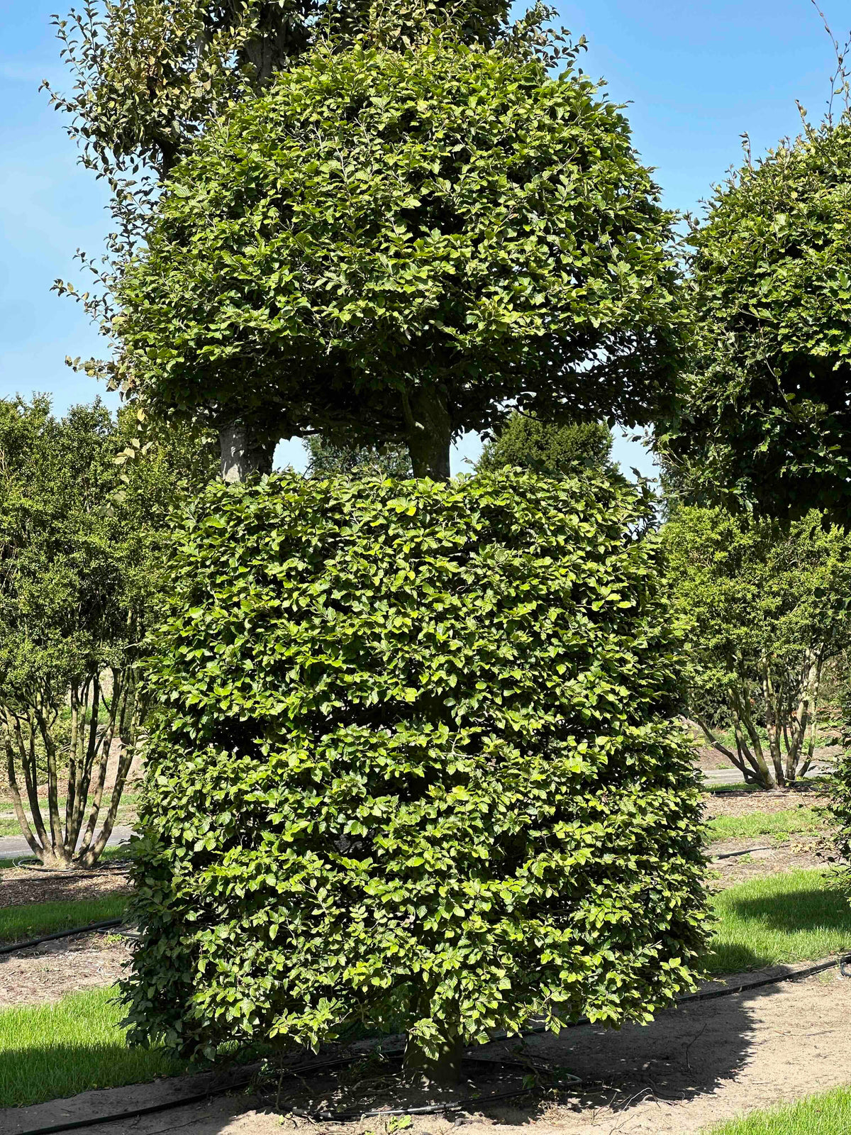 FS TOPIARY #160
