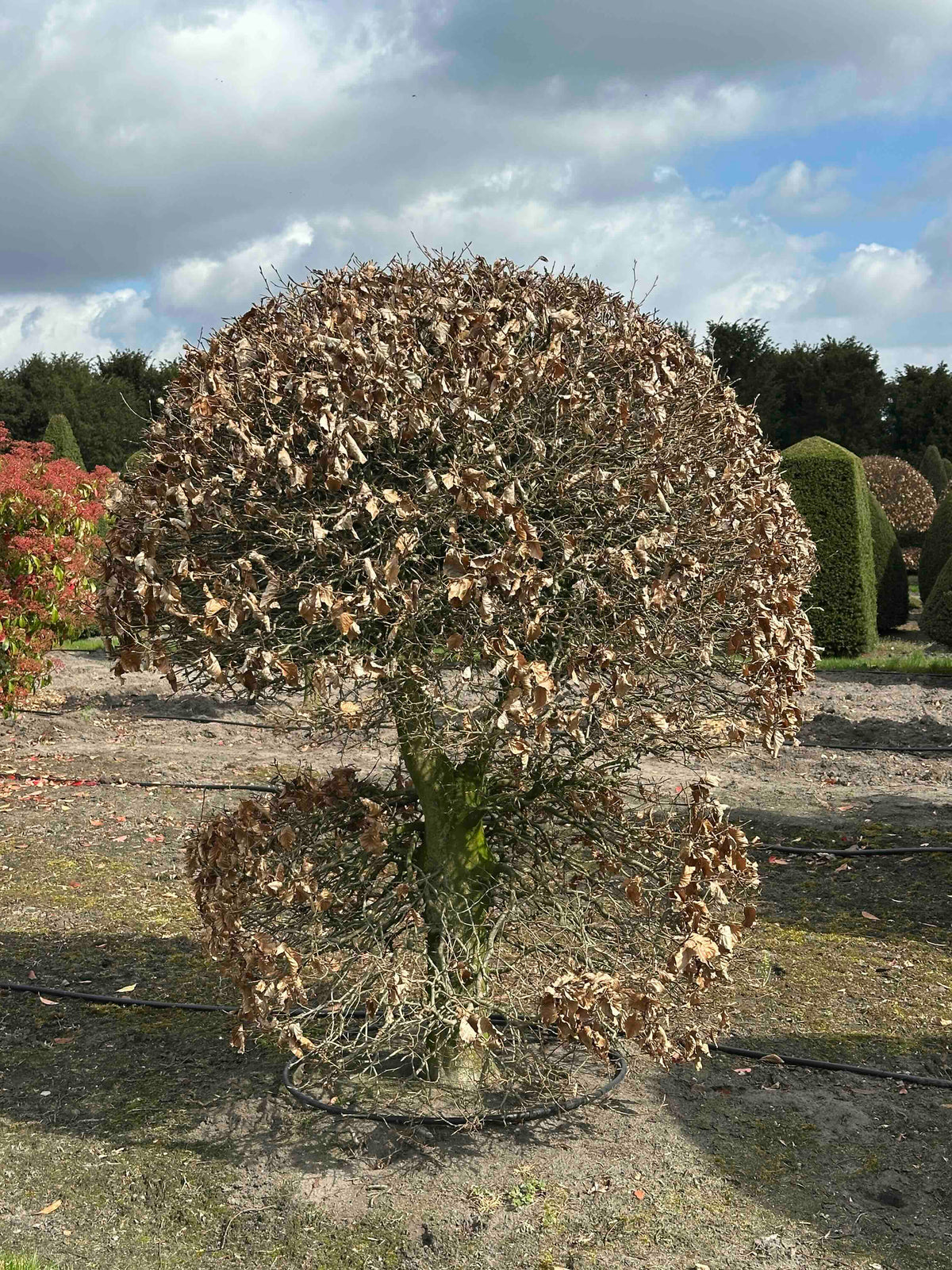 FS TOPIARY #168