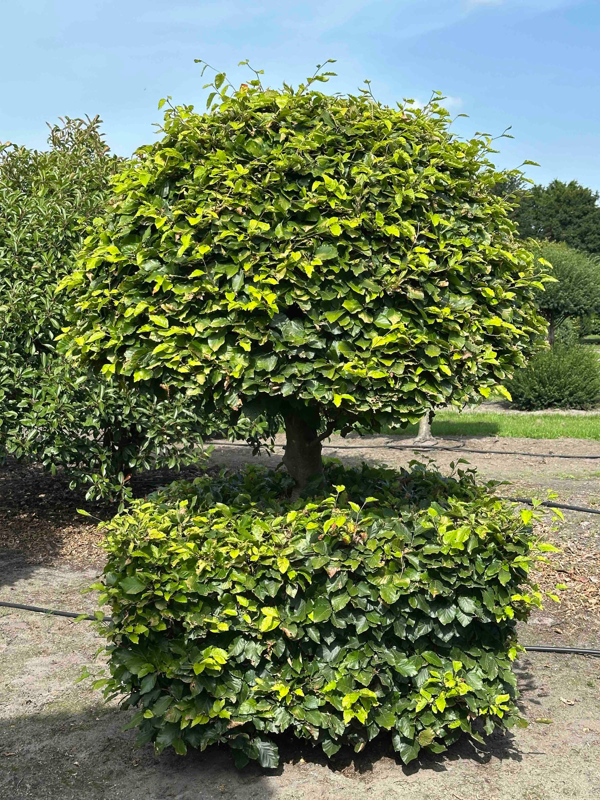 FS TOPIARY #169
