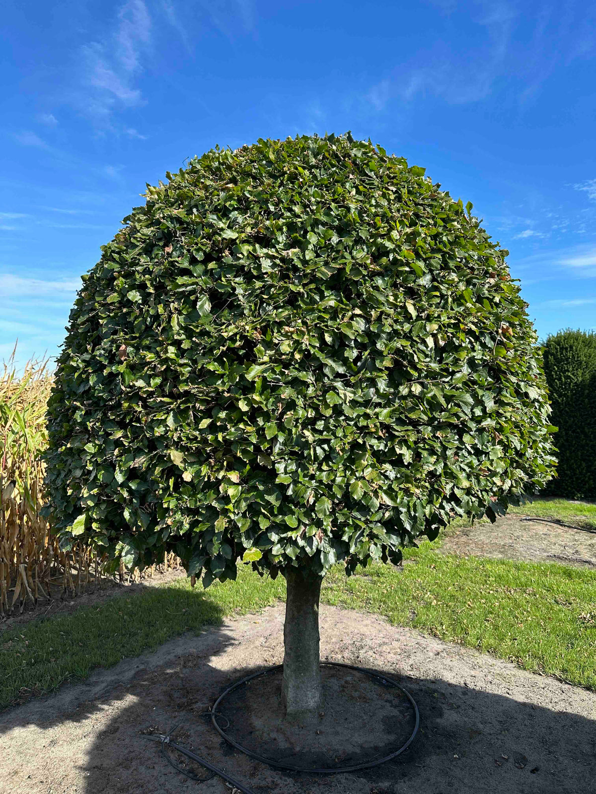 FS TOPIARY #185