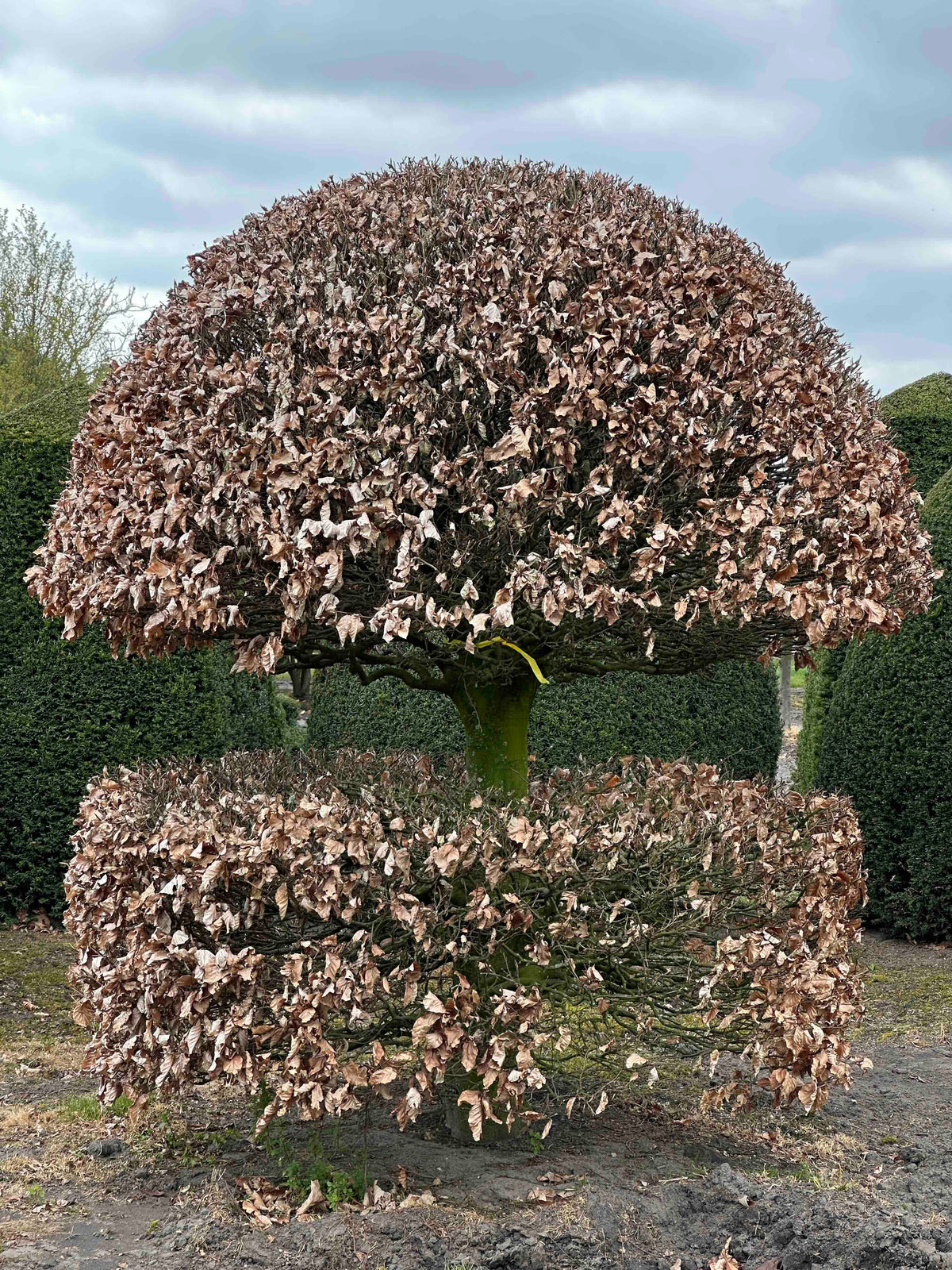 FS TOPIARY #197